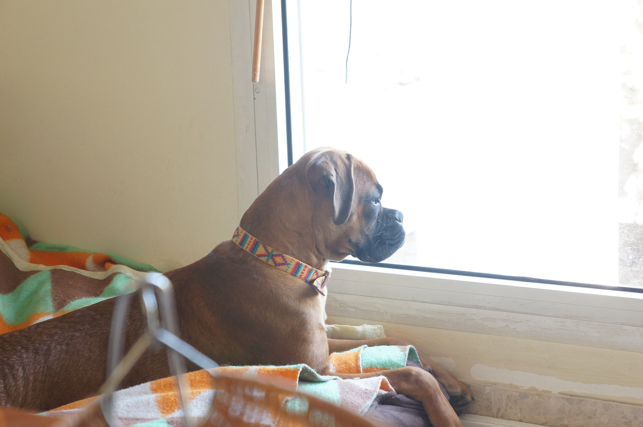 My ״Star״ Boxer Dog