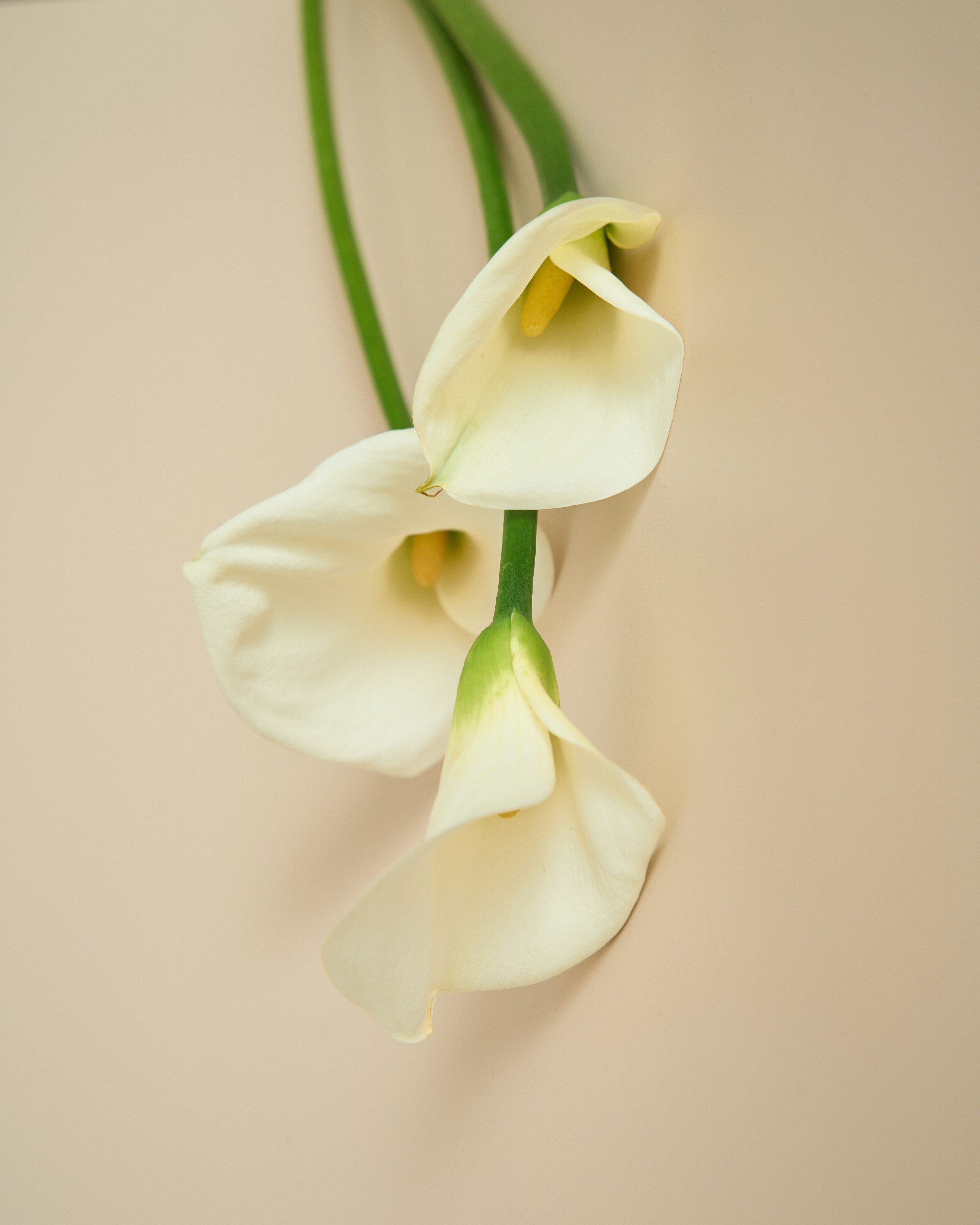 Flowers. Your creative photographer and professional retoucher
