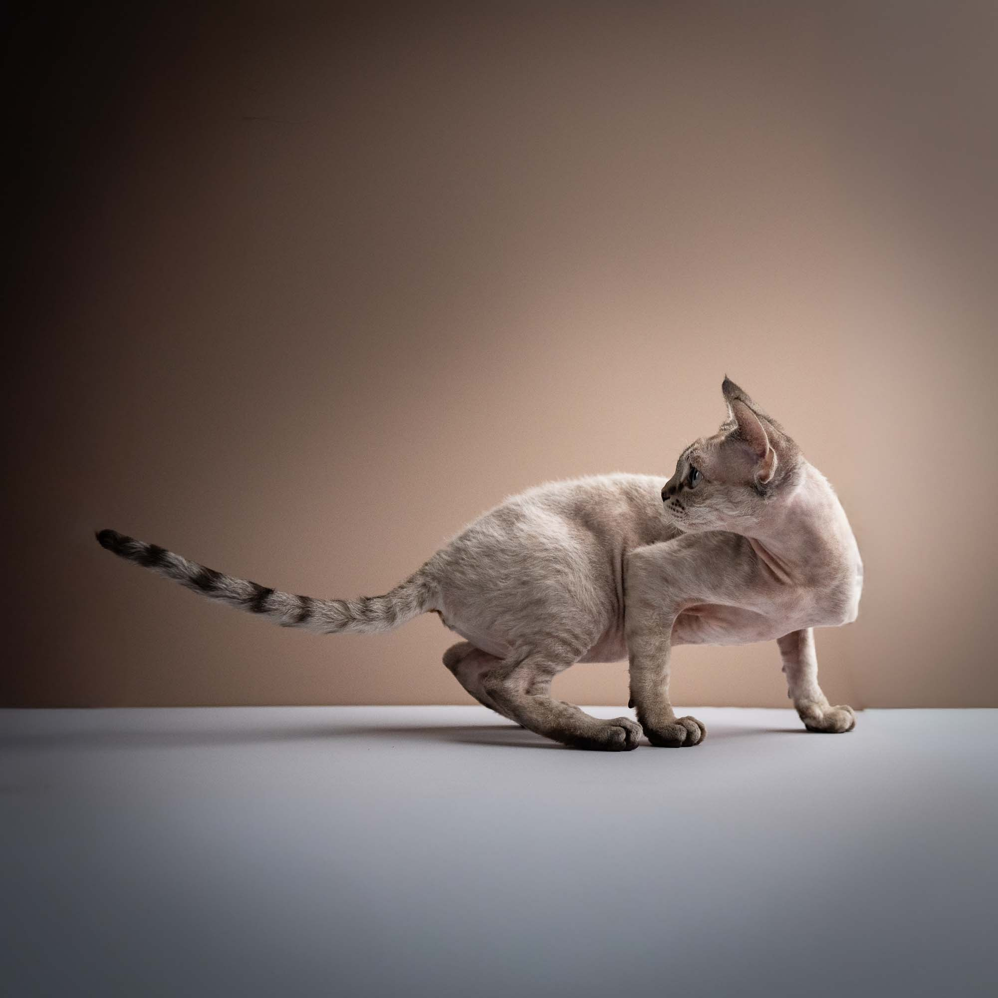 Nellie, girl, born 01.17.26. Devon Rex Pixie Cattery