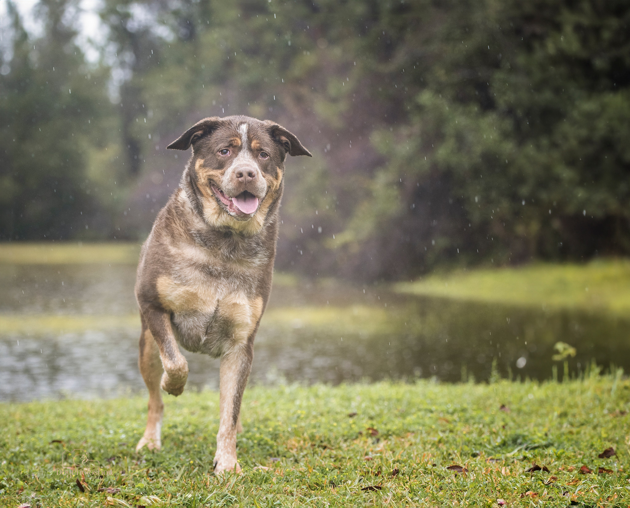 📸 7. Katerina Royter Pet Photographer North Florida