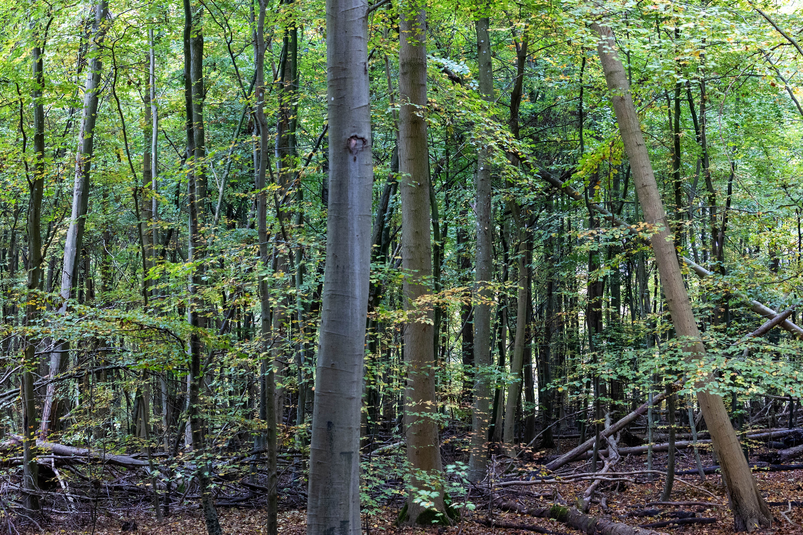 Efterår. Fotograf Aarhus | Portrætfoto Århus | Flotte billeder