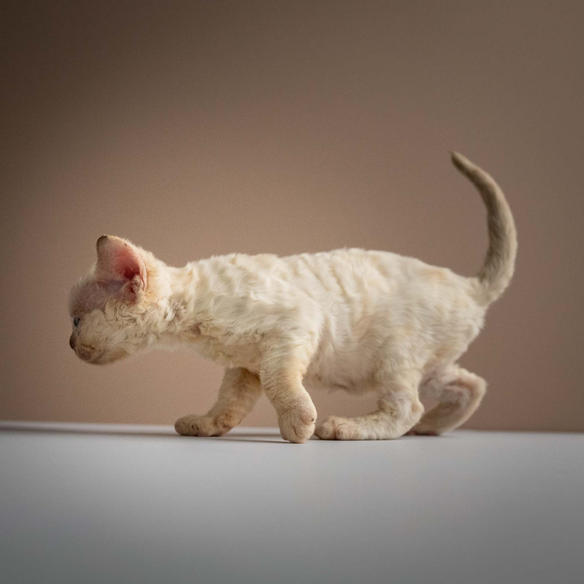 Rosalie,  girl, born 05.08.26. Devon Rex Pixie Cattery