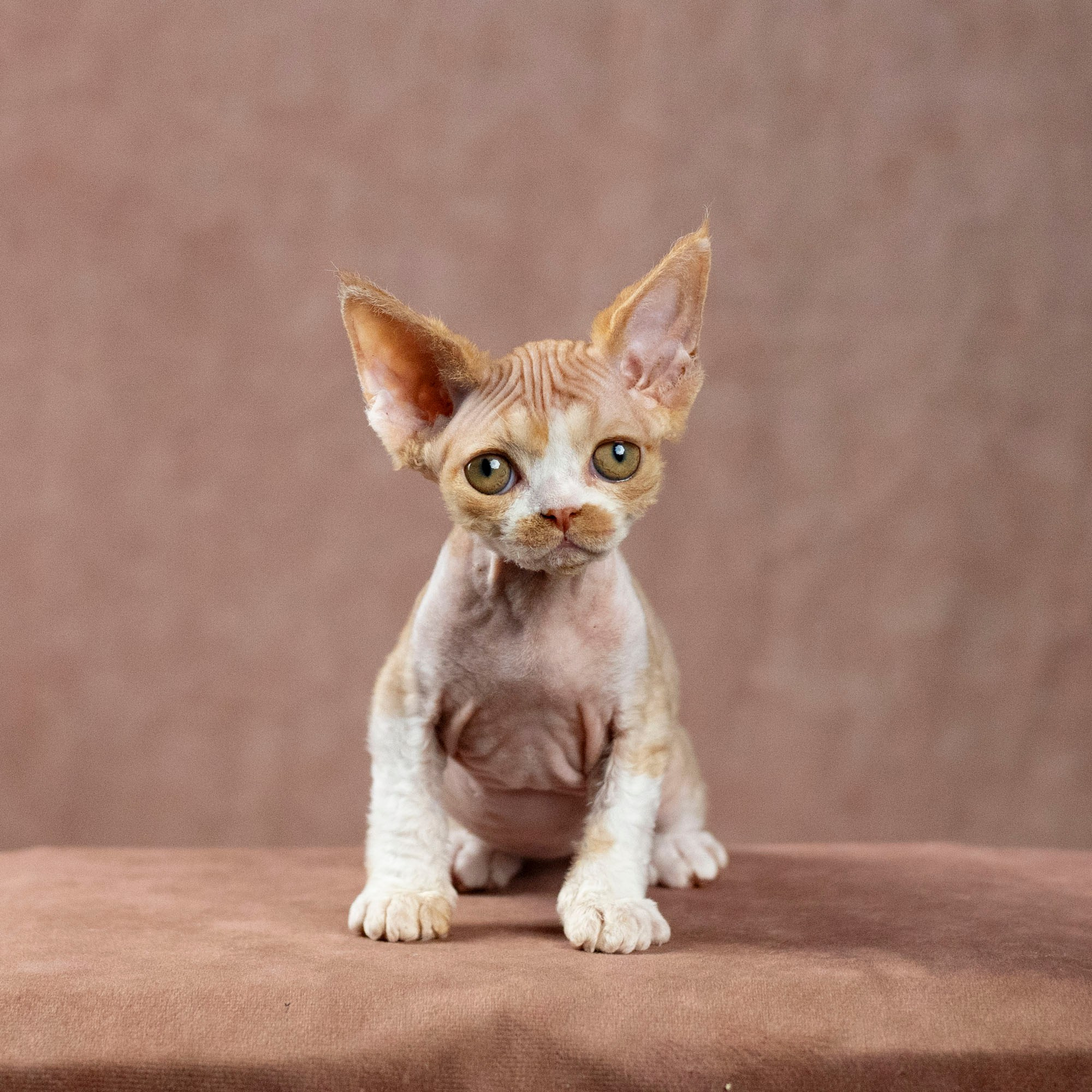 Dobby, boy. Devon Rex Pixie Cattery
