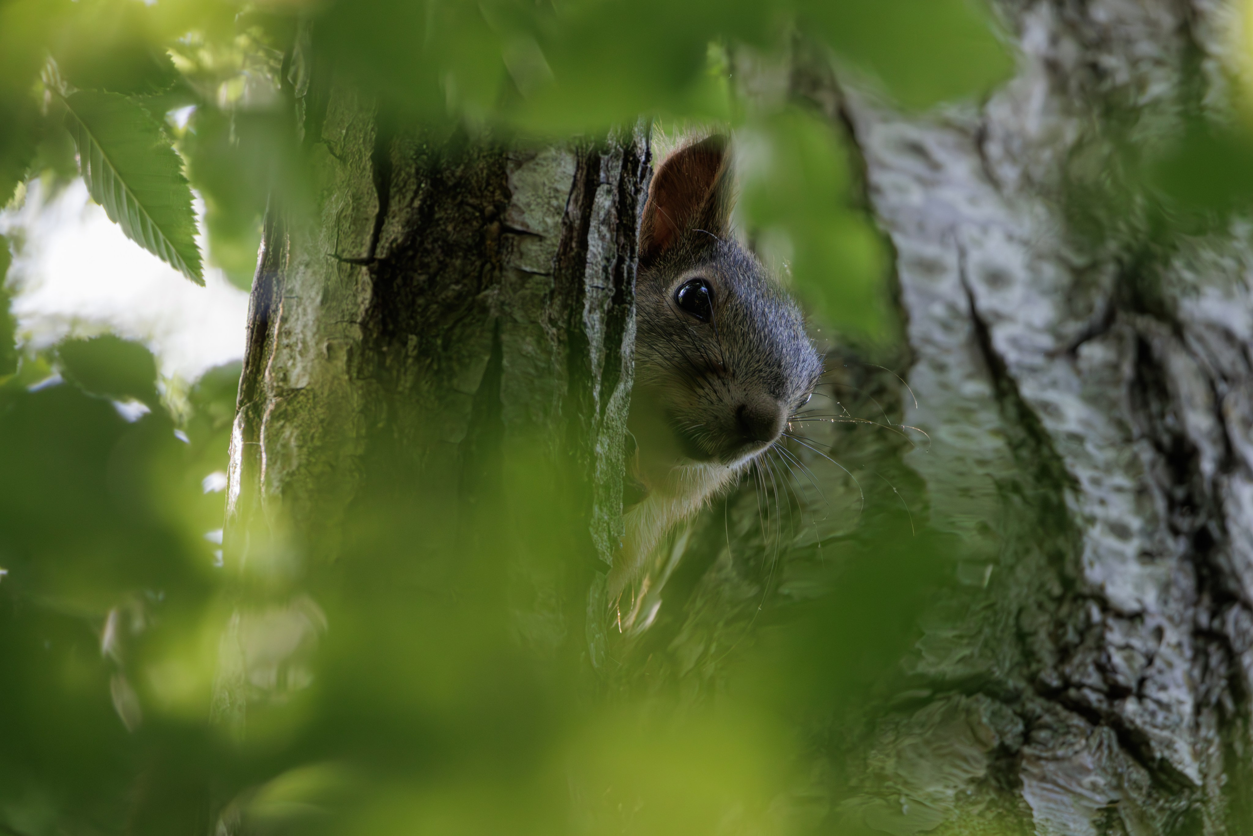 გასეირნება წავკისიდან ვაკის პარკამდე. FramefreeMan
