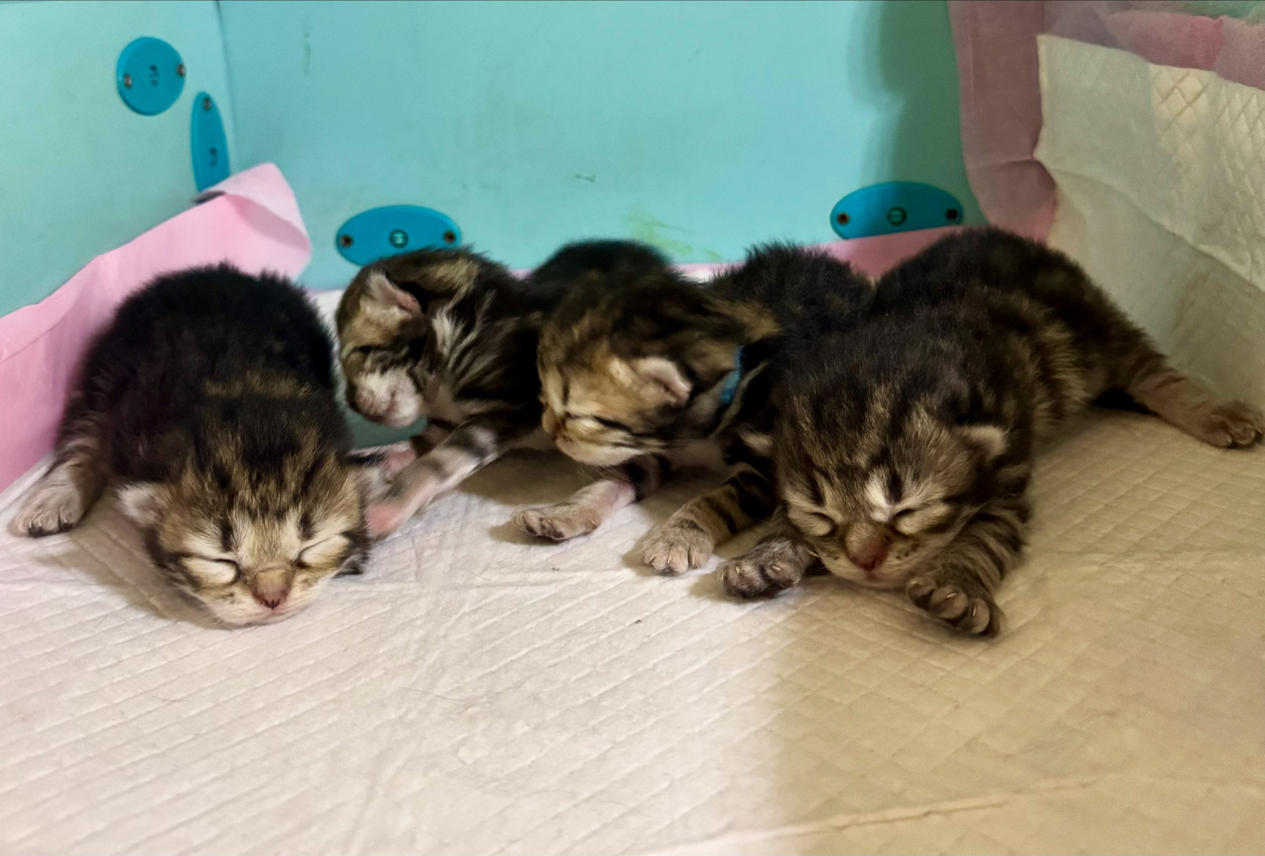 LEMON GREEN SIBERIANS LITTER D