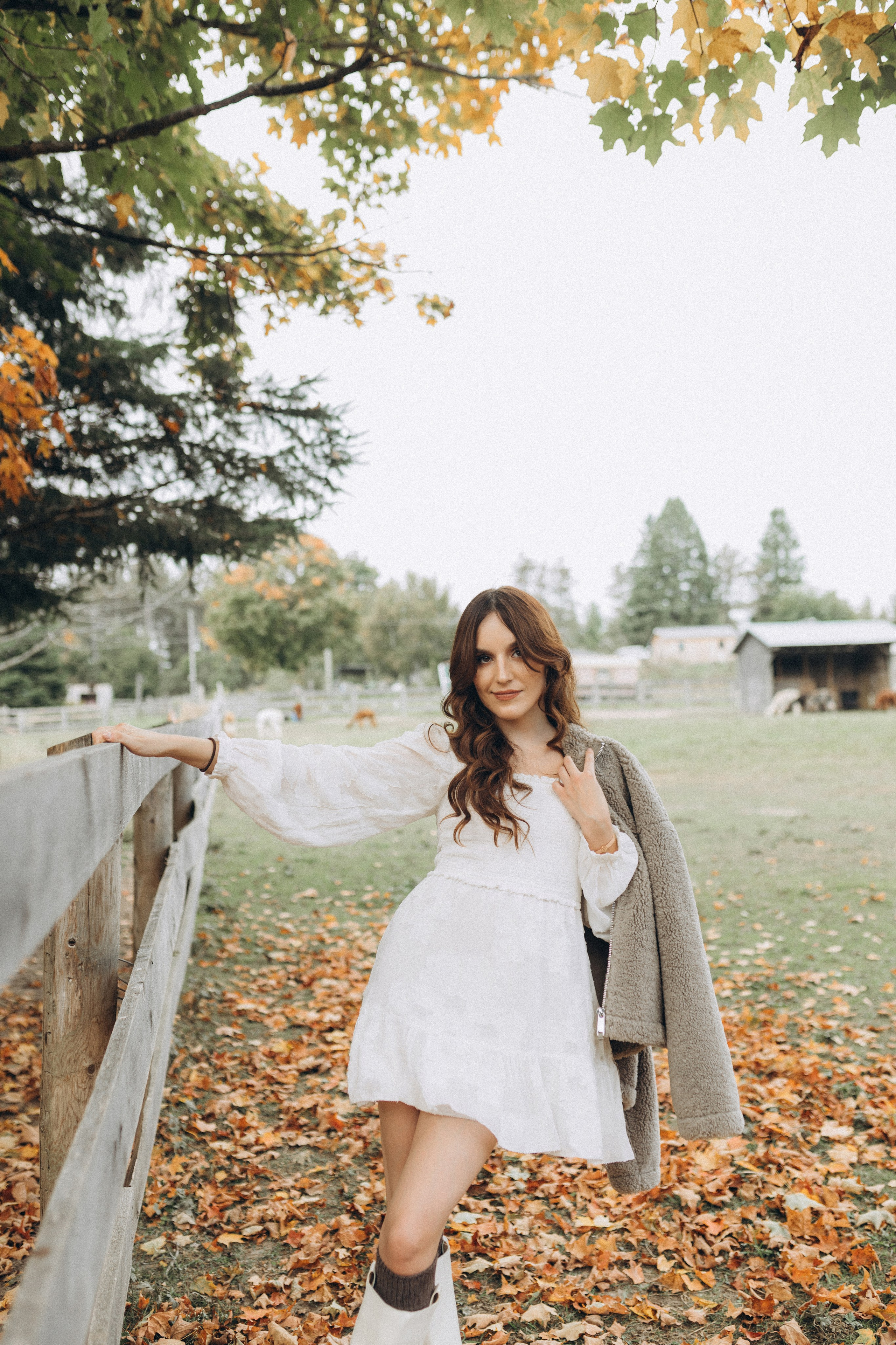 Alpacas Farm. Chernenko.photography