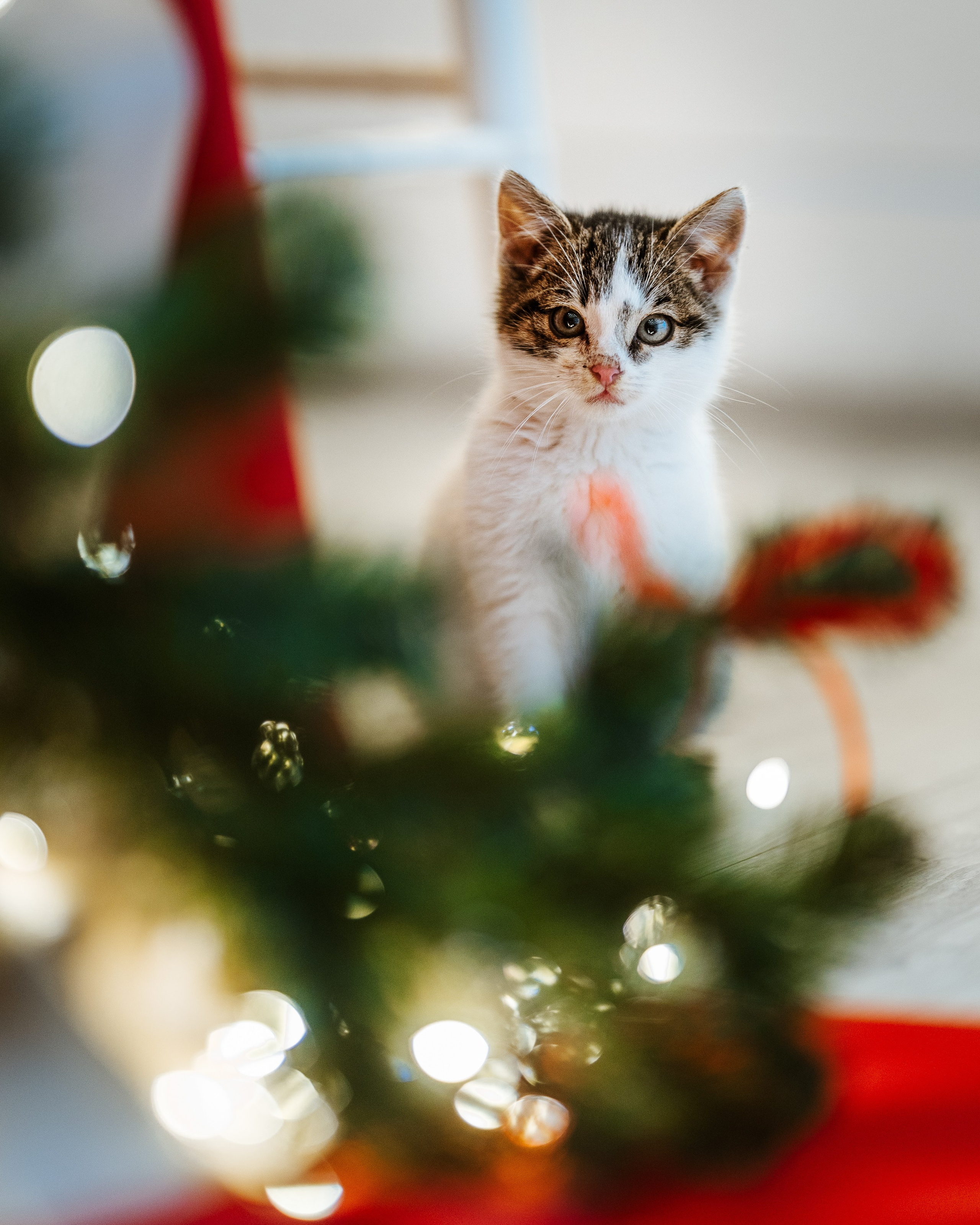 Styled Shoot Ruxandra 1. Marius Ciocan