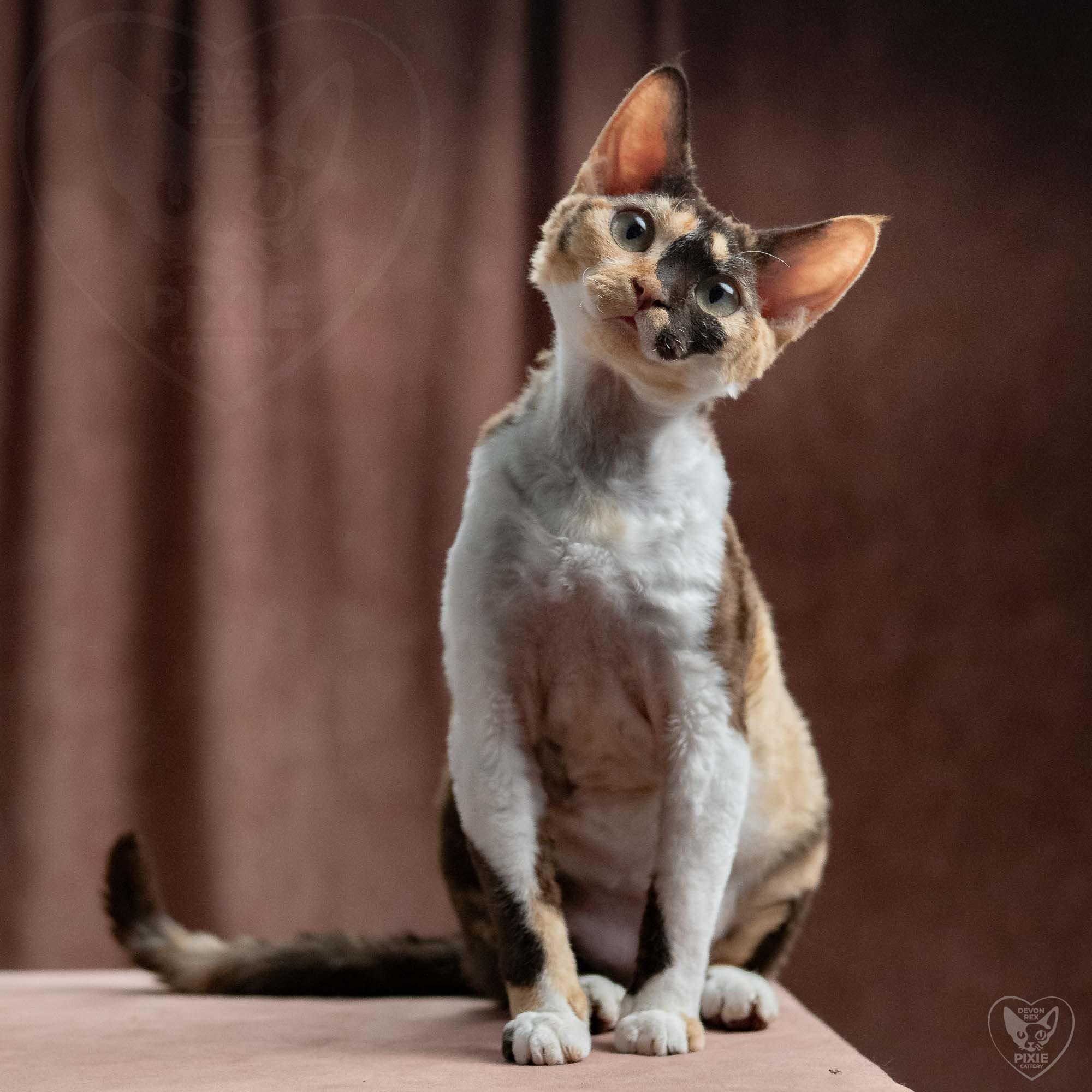 Dottie, girl, born on 06.06.24 NOT AVAILABLE. Devon Rex Pixie Cattery