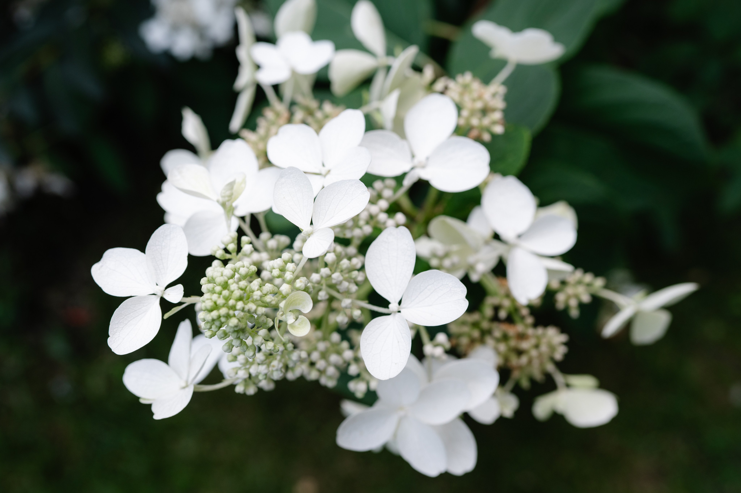 Ședință foto de cuplu in Iași. Alexandra Hanu Photographer