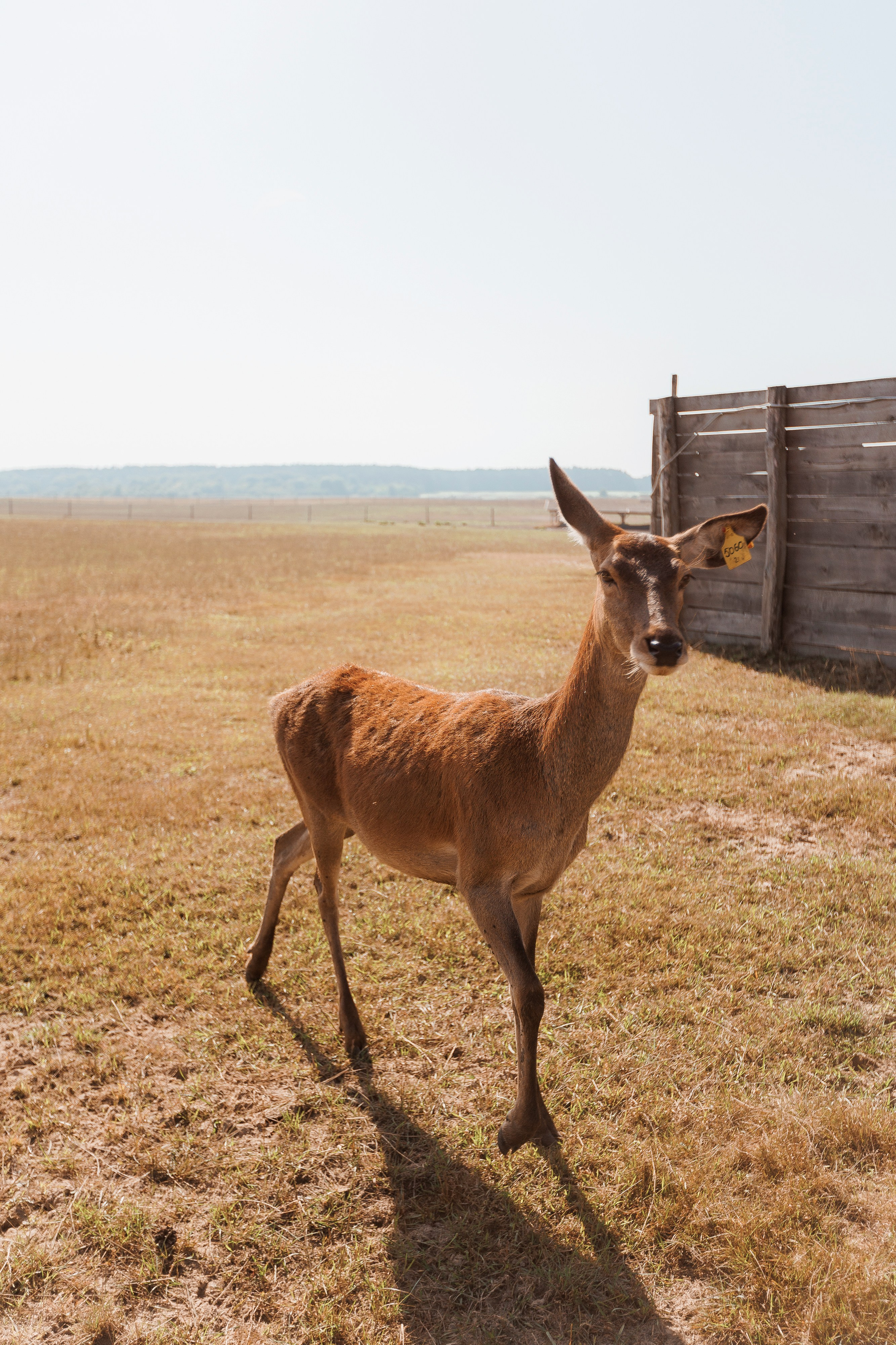 Екопарк Аміла. Ірина Терещук