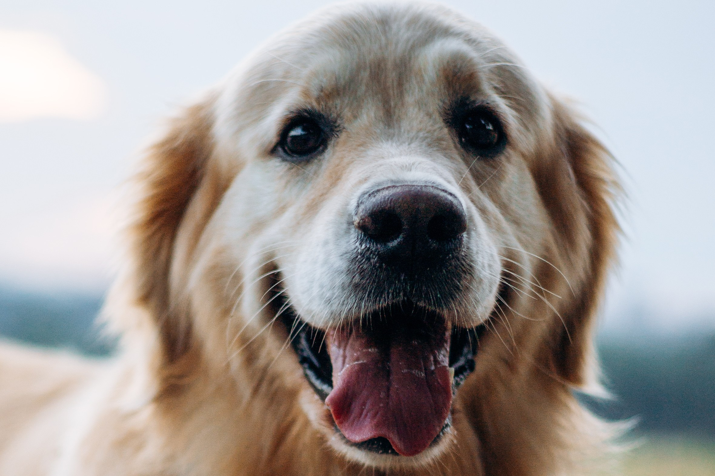 Глеб и Инди. Фотограф-анималист | Белград