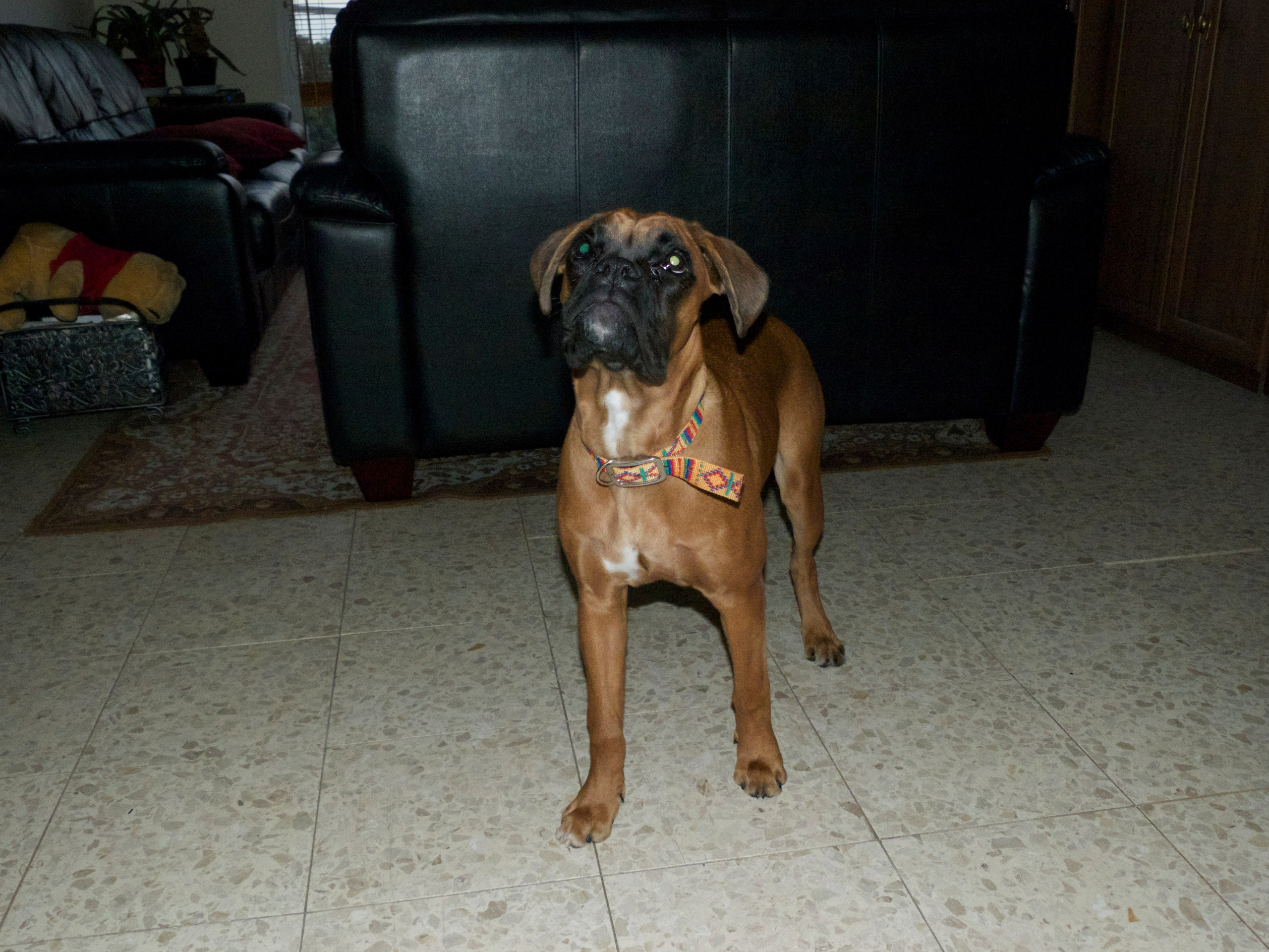 My ״Star״ Boxer Dog