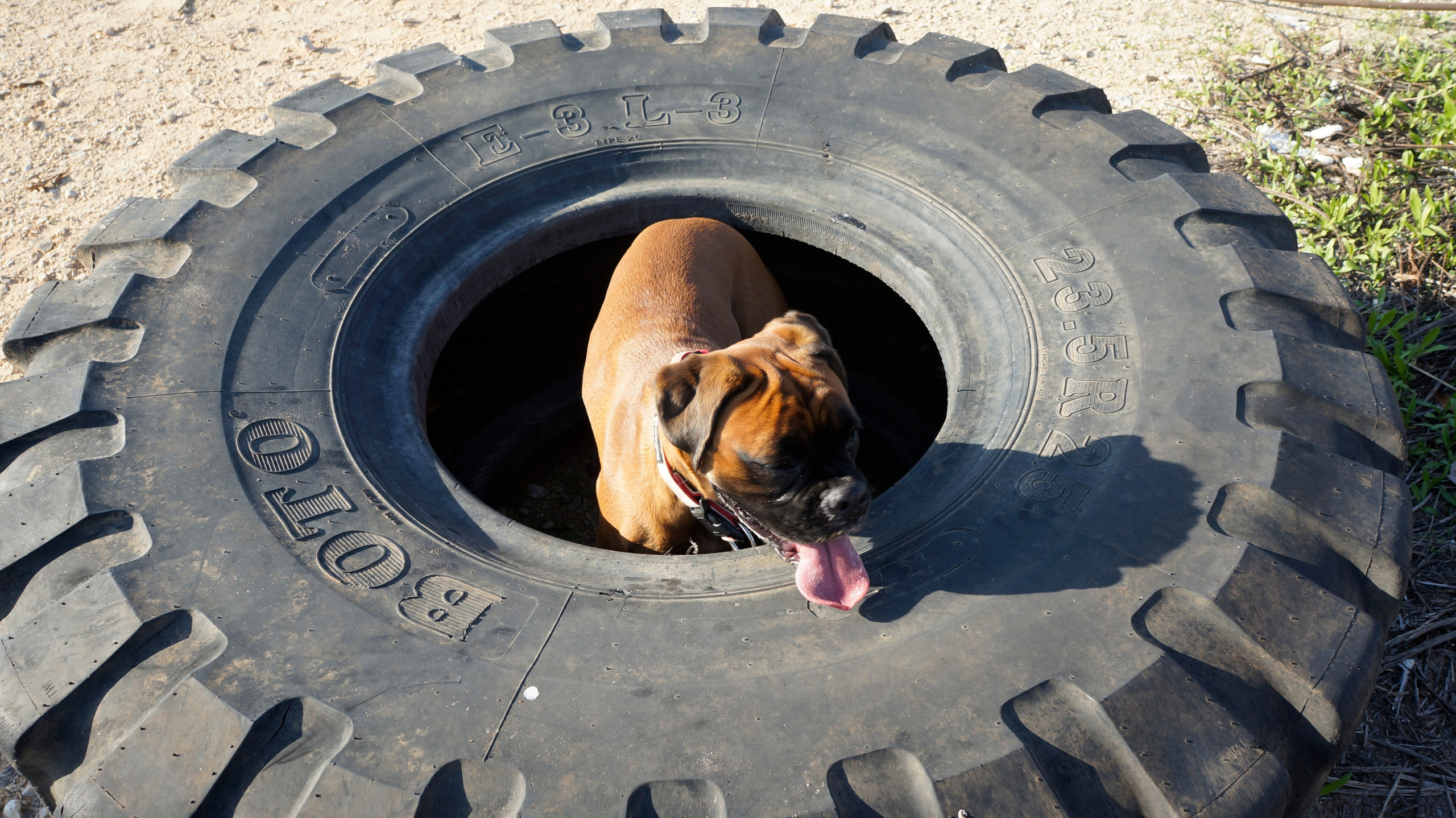 My ״Star״ Boxer Dog