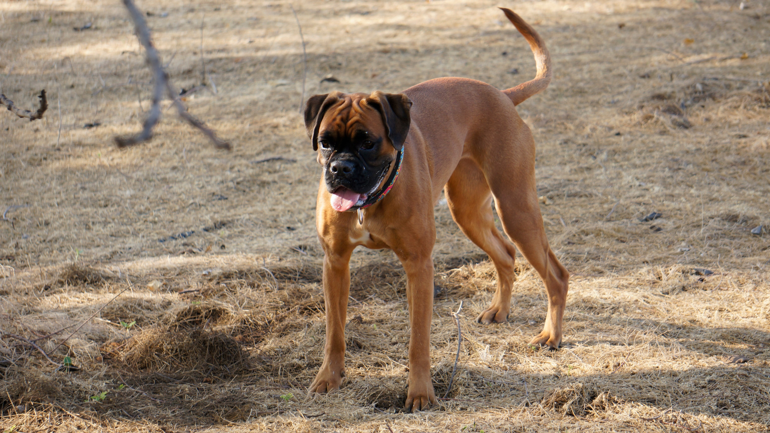 My ״Star״ Boxer Dog