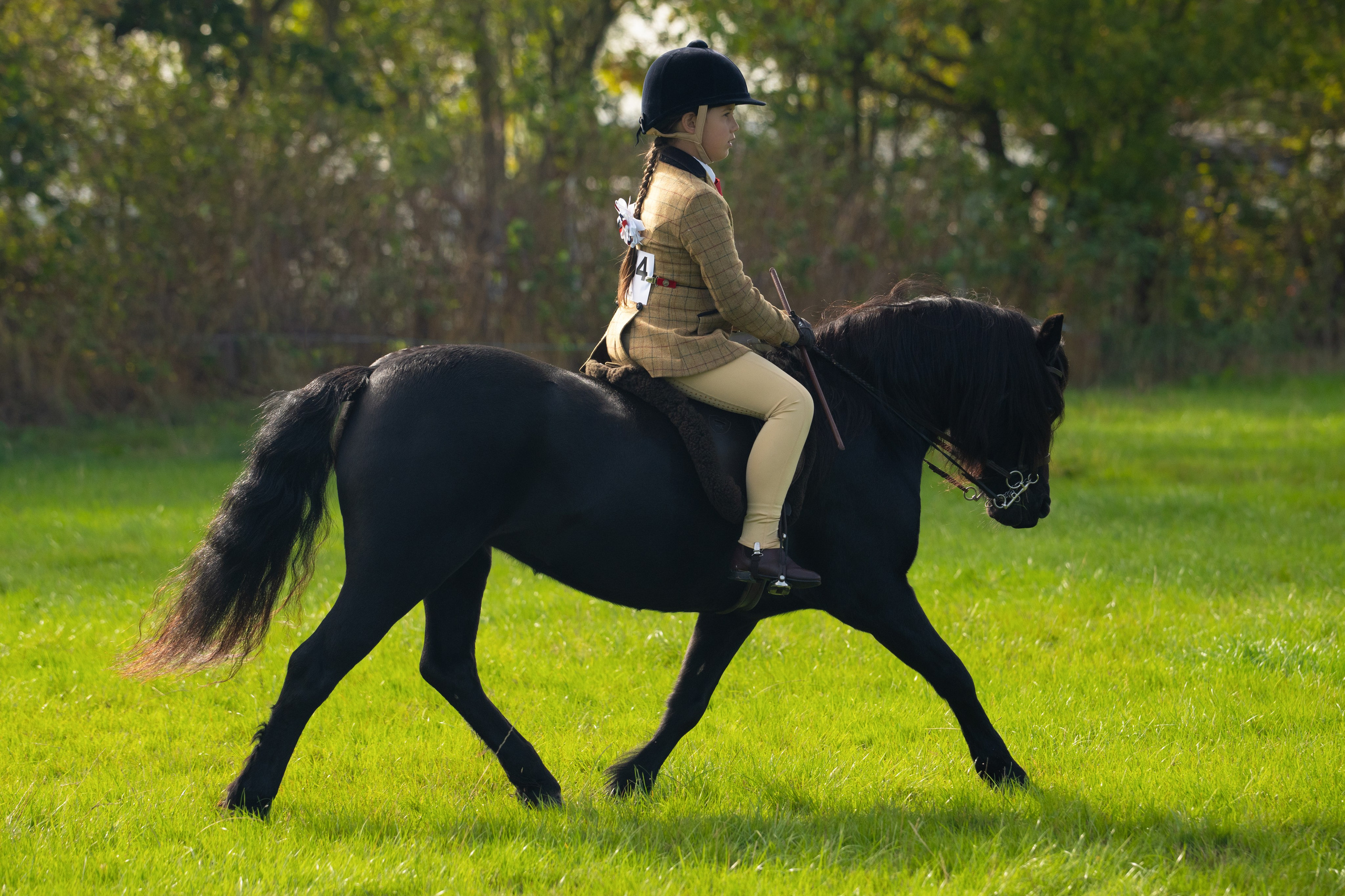 Showing. Leicestershire Equine Photography by El | Authentic Equine Portraits & Events