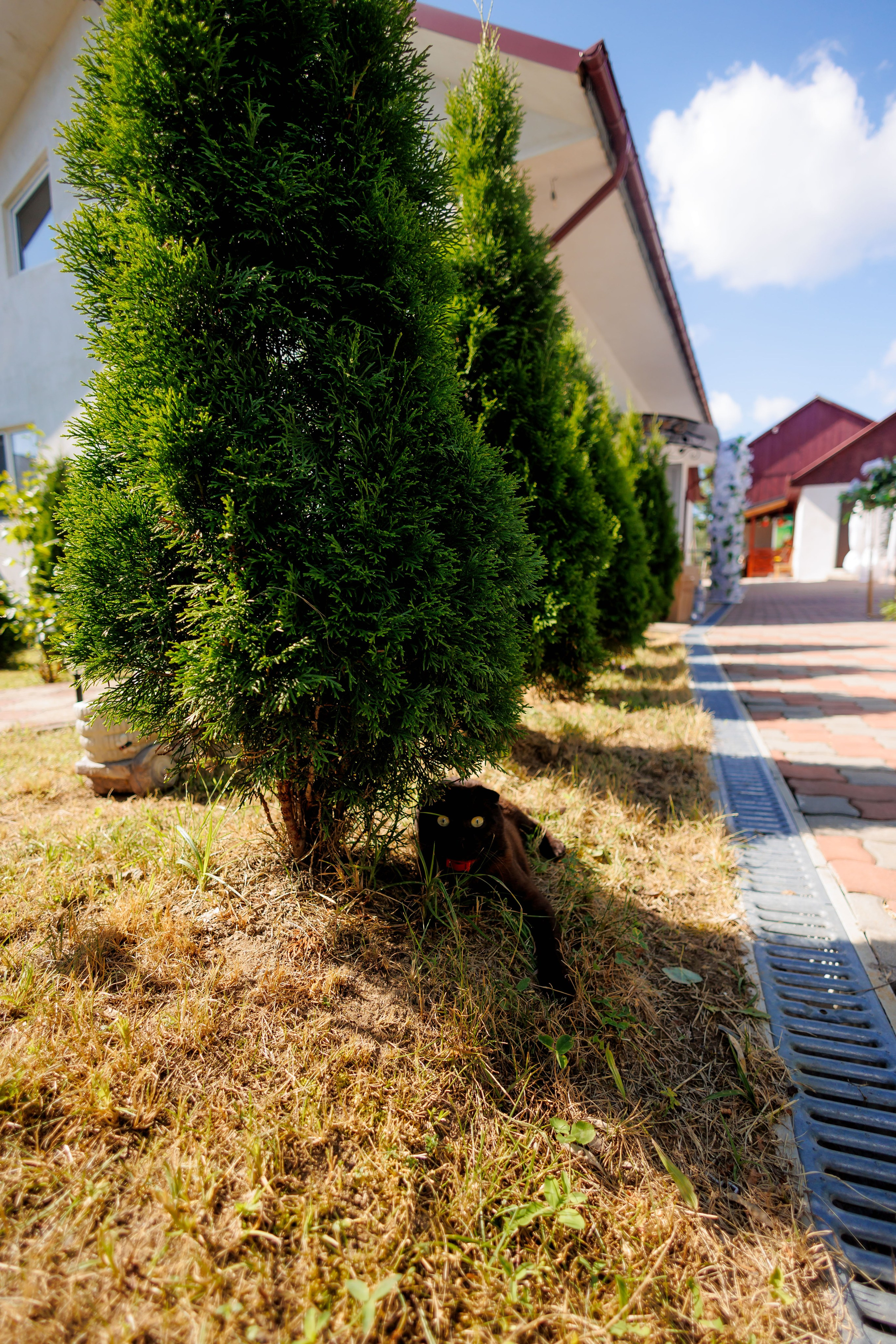 Nunta Nicoleta & Răzvan | Fotografie & Videografie Profesională. Servicii foto-video profesionale, pentru momente de neuitat