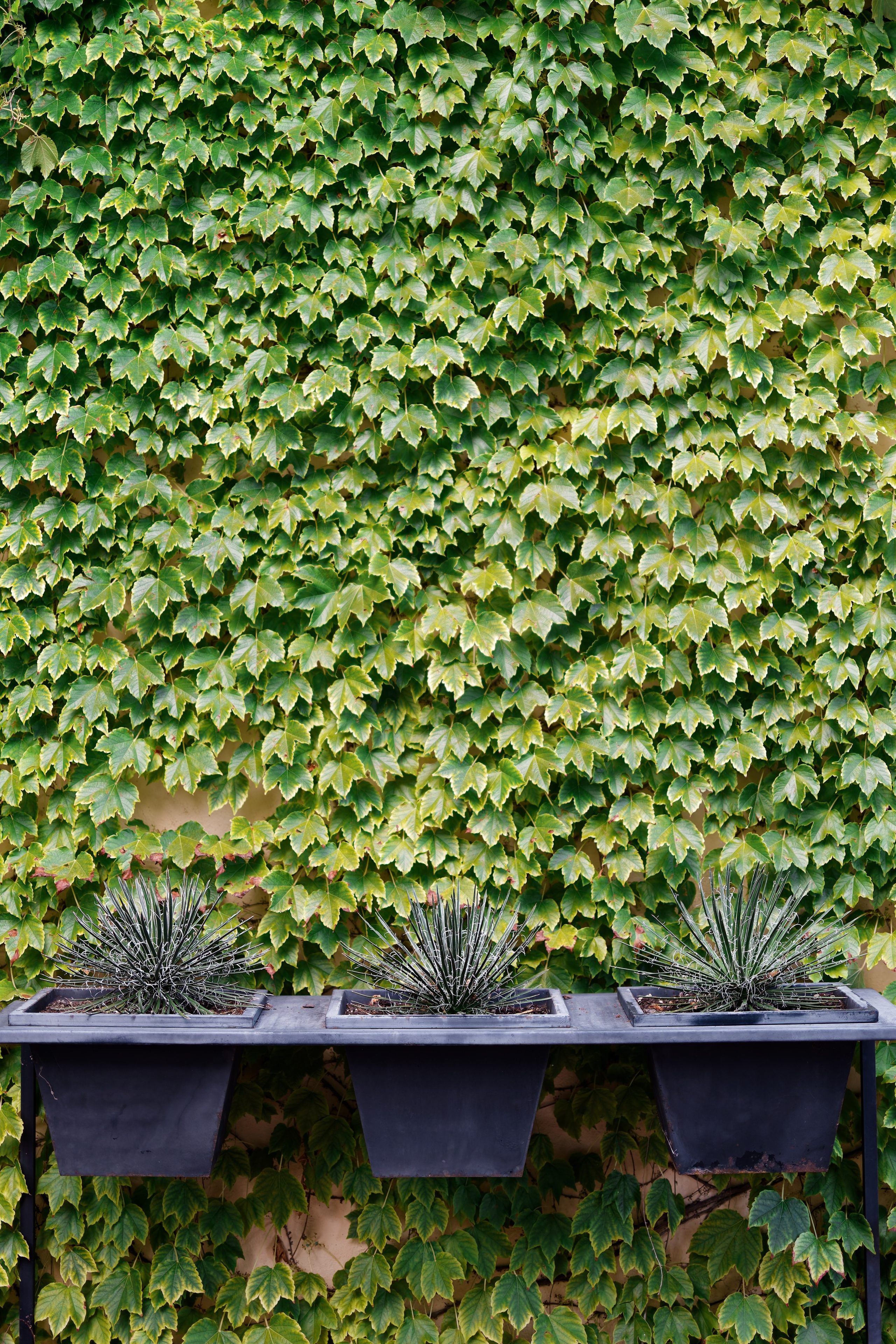 Indian wedding at Gran Villa Rosa, Barcelona