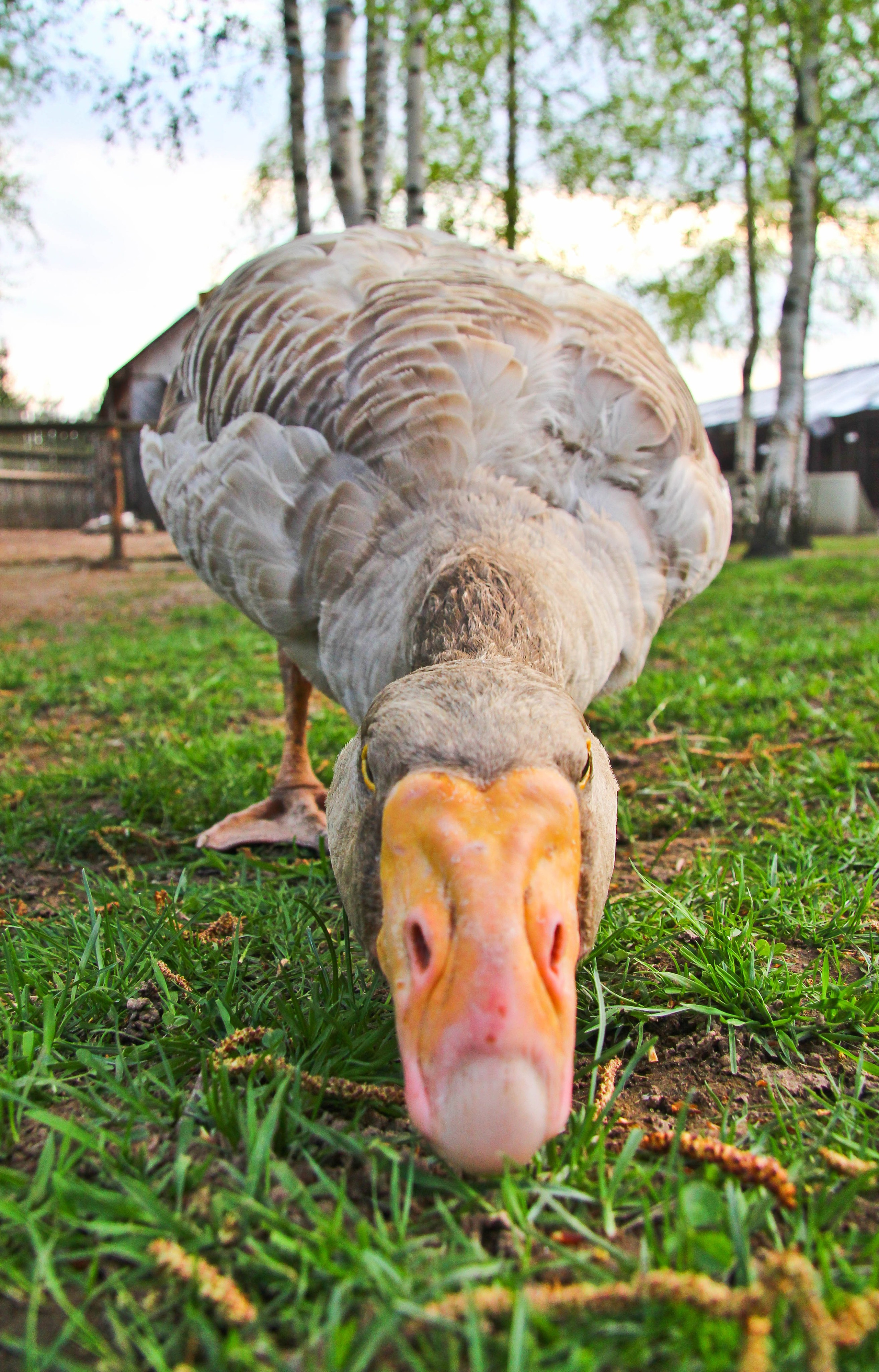 2012. Стрит-фотография, полная абсурда, идиотизма и красоты