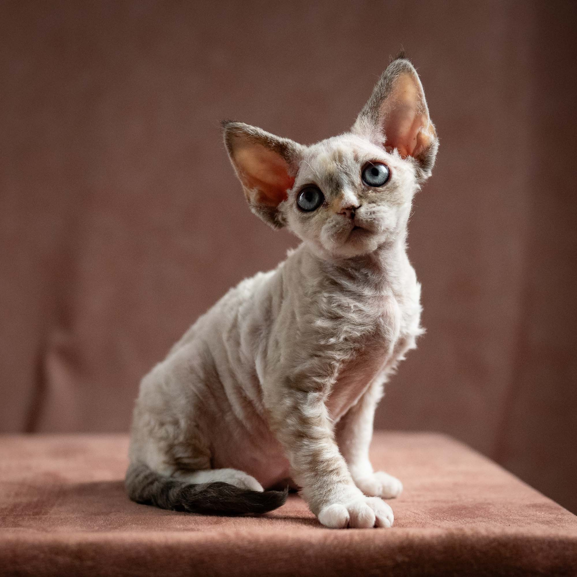 Nova, girl, born 01.17.26. Devon Rex Pixie Cattery