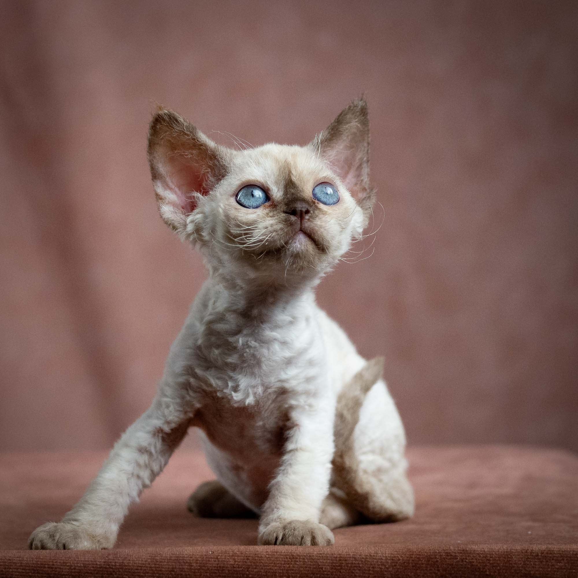 Luna, girl, born 12.20.2025. Devon Rex Pixie Cattery