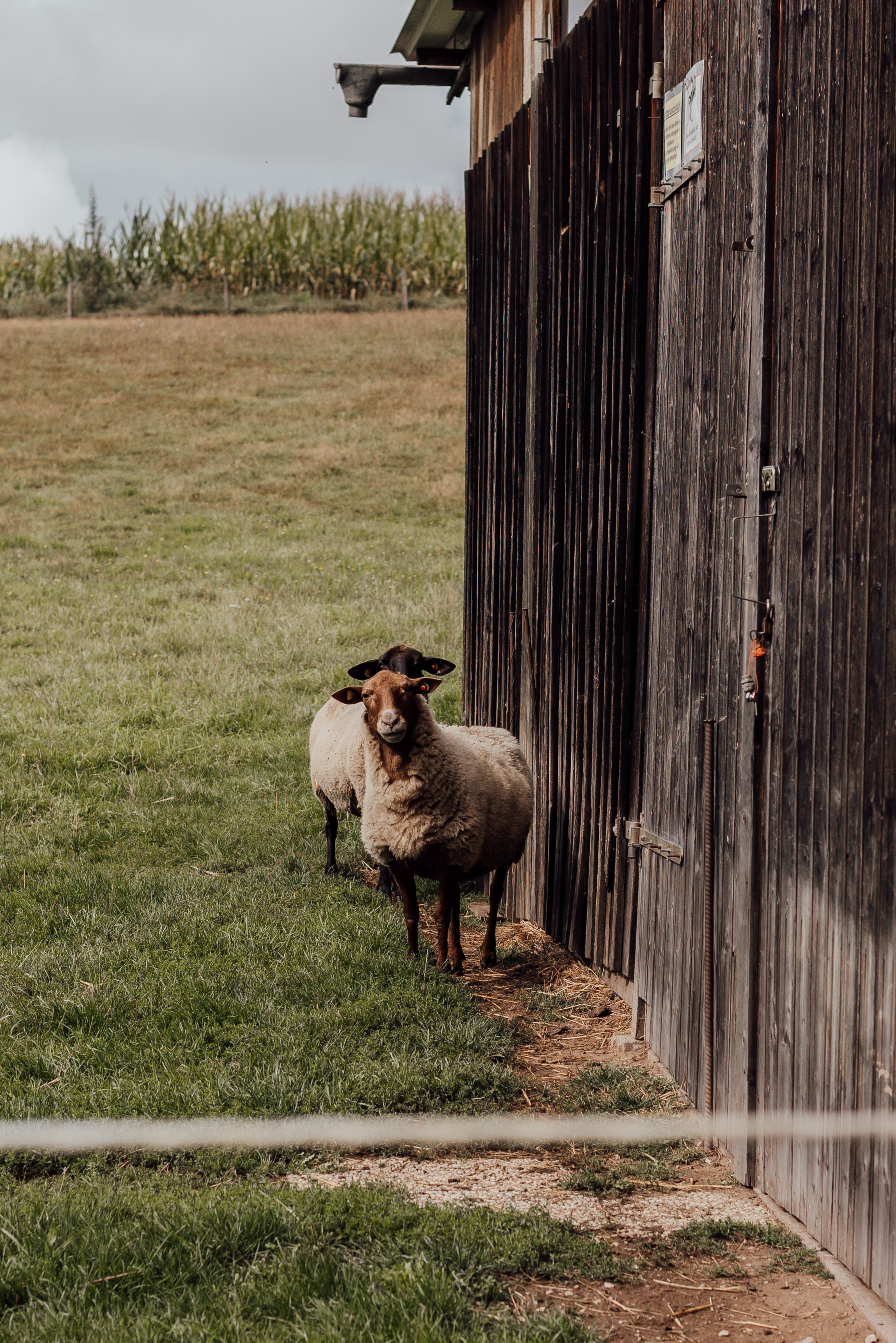 LOVEBIRDS. Photographer in Nuremberg Irina Mehnert from Ansbach