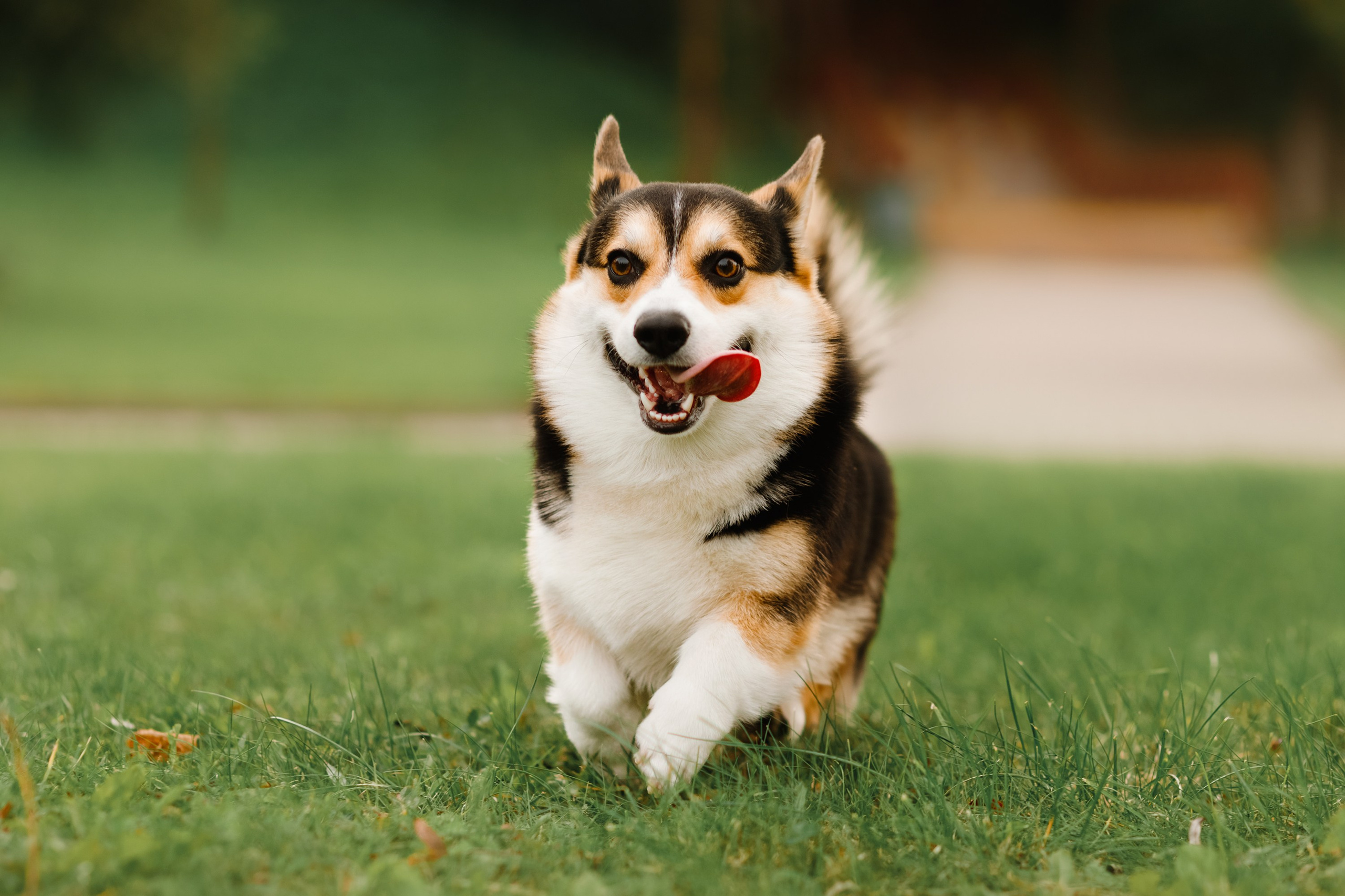 Summer photo day for dog handler. Kaja | fotograf we Wrocławiu | ludzie i psy