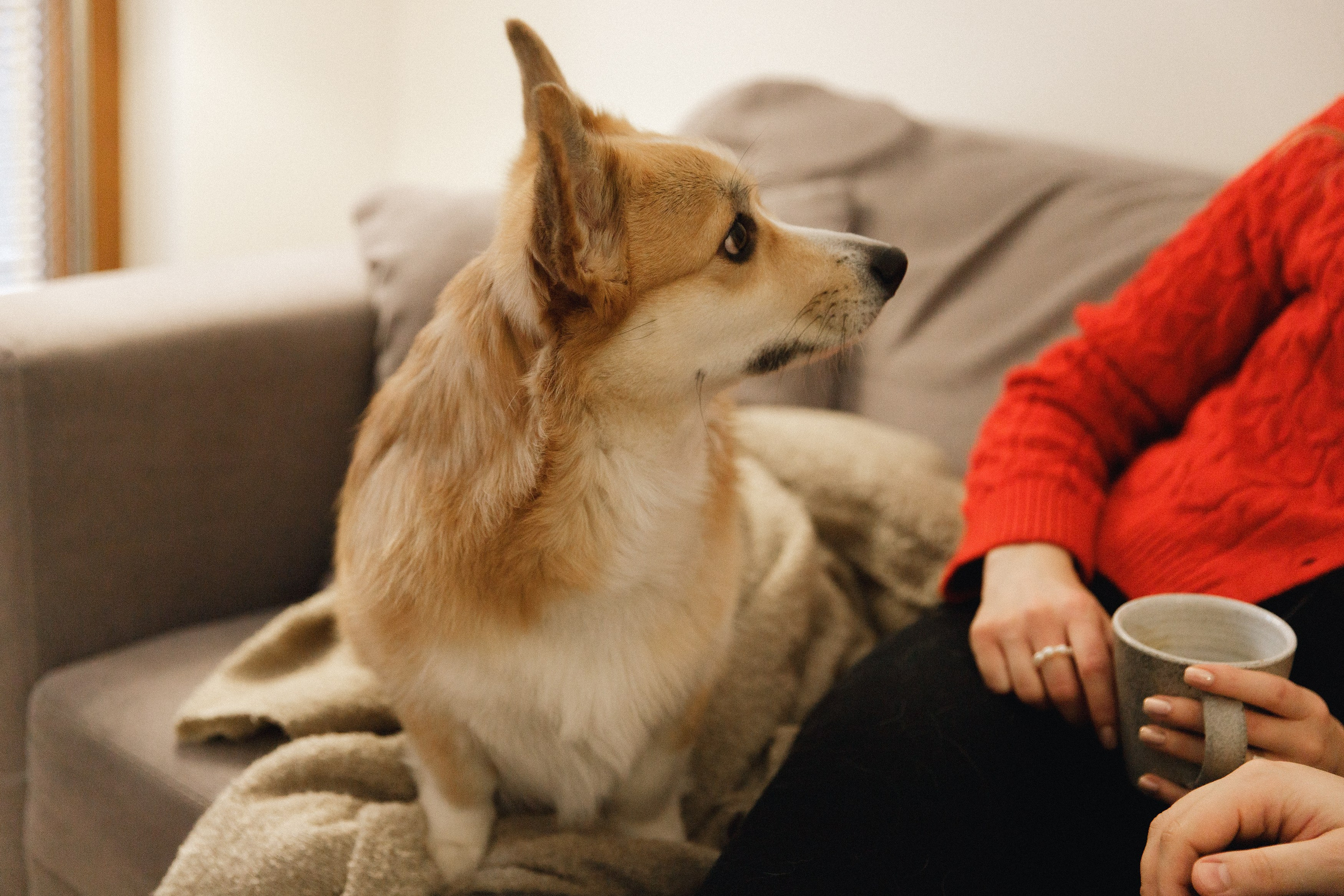 Dasha & Daisy. Kaja | fotograf psów we Wrocławiu