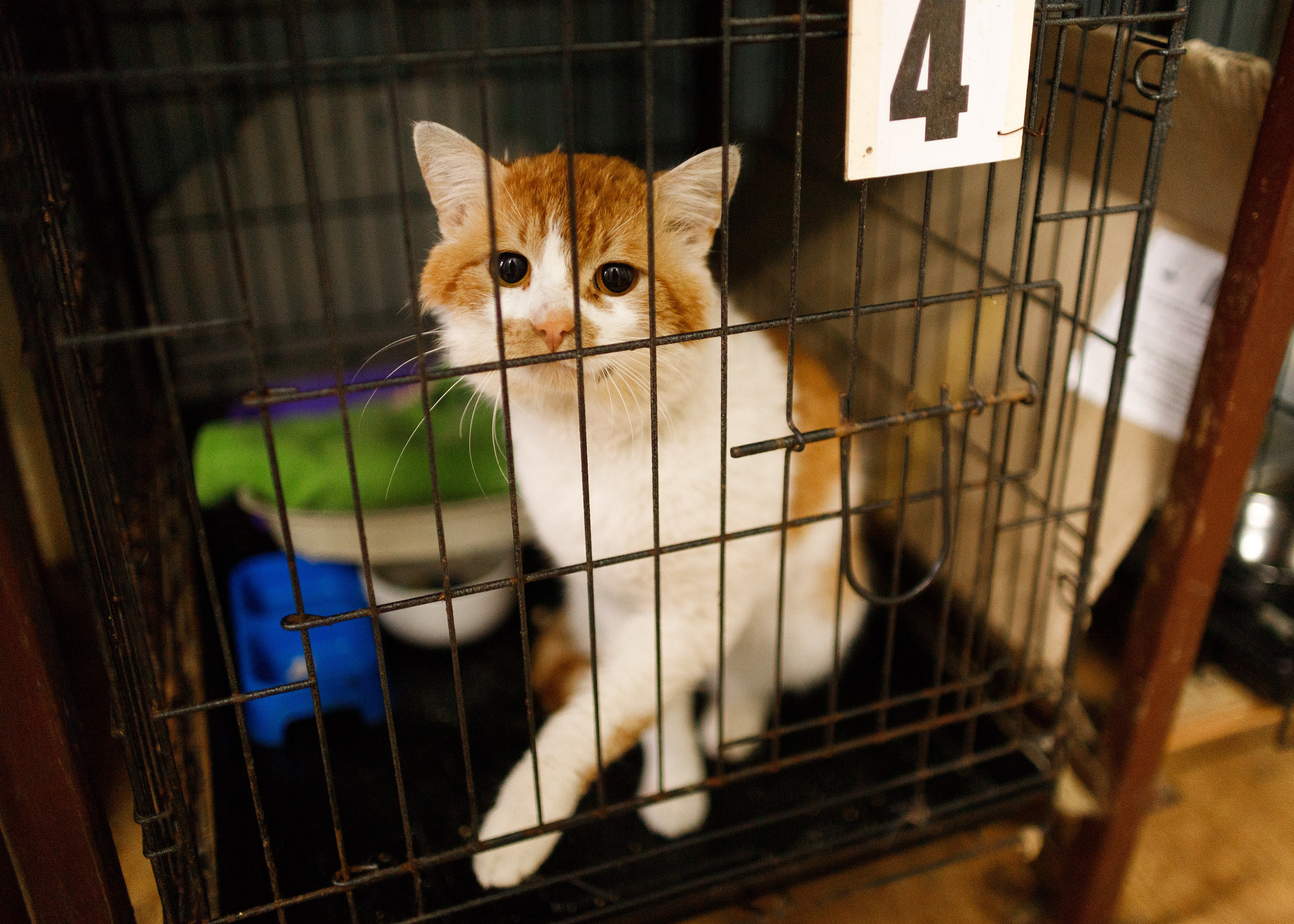 Shelter's cats for adoption. Kaja | fotograf we Wrocławiu | ludzie i psy