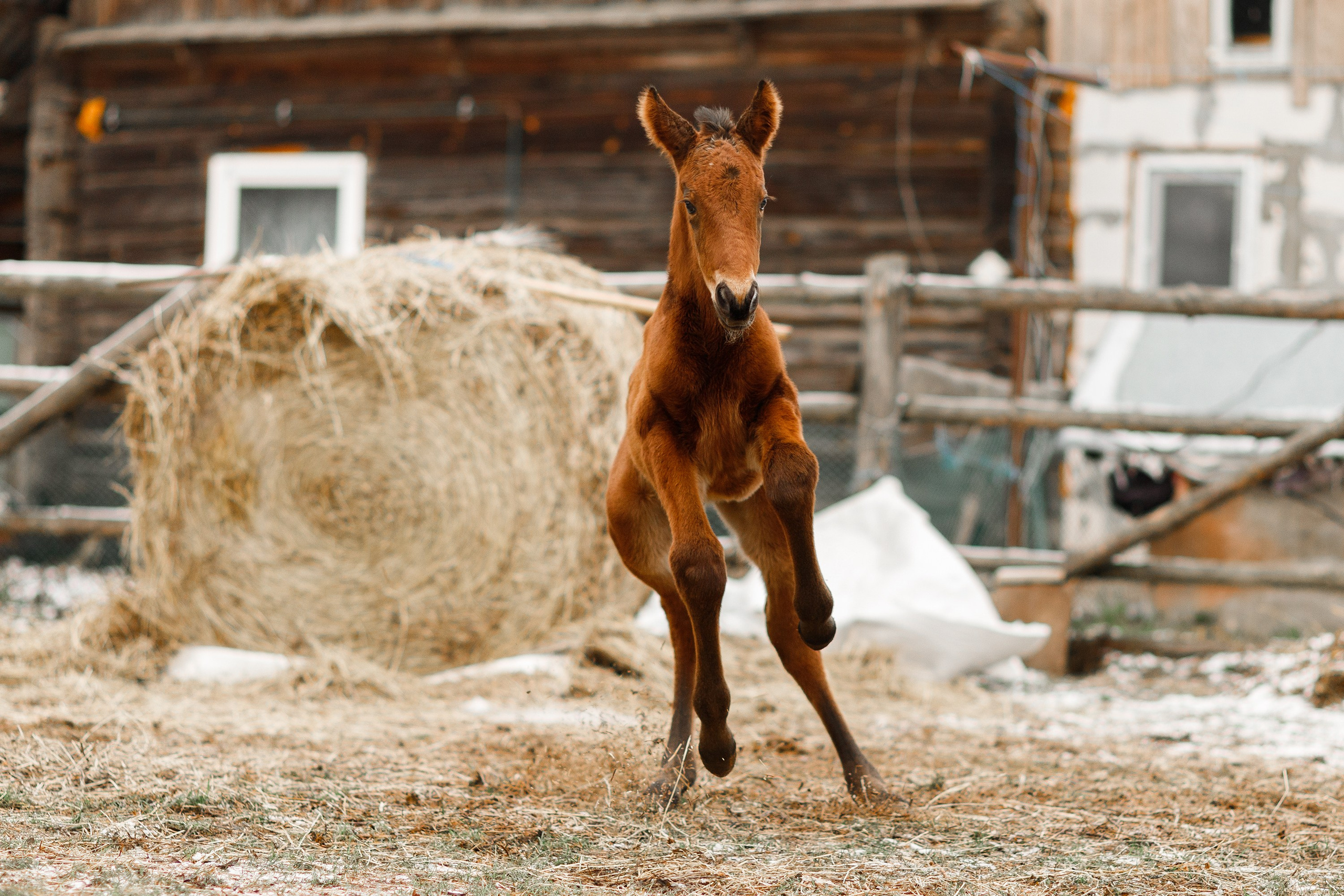 Winter stable. Kaja | fotograf psów we Wrocławiu