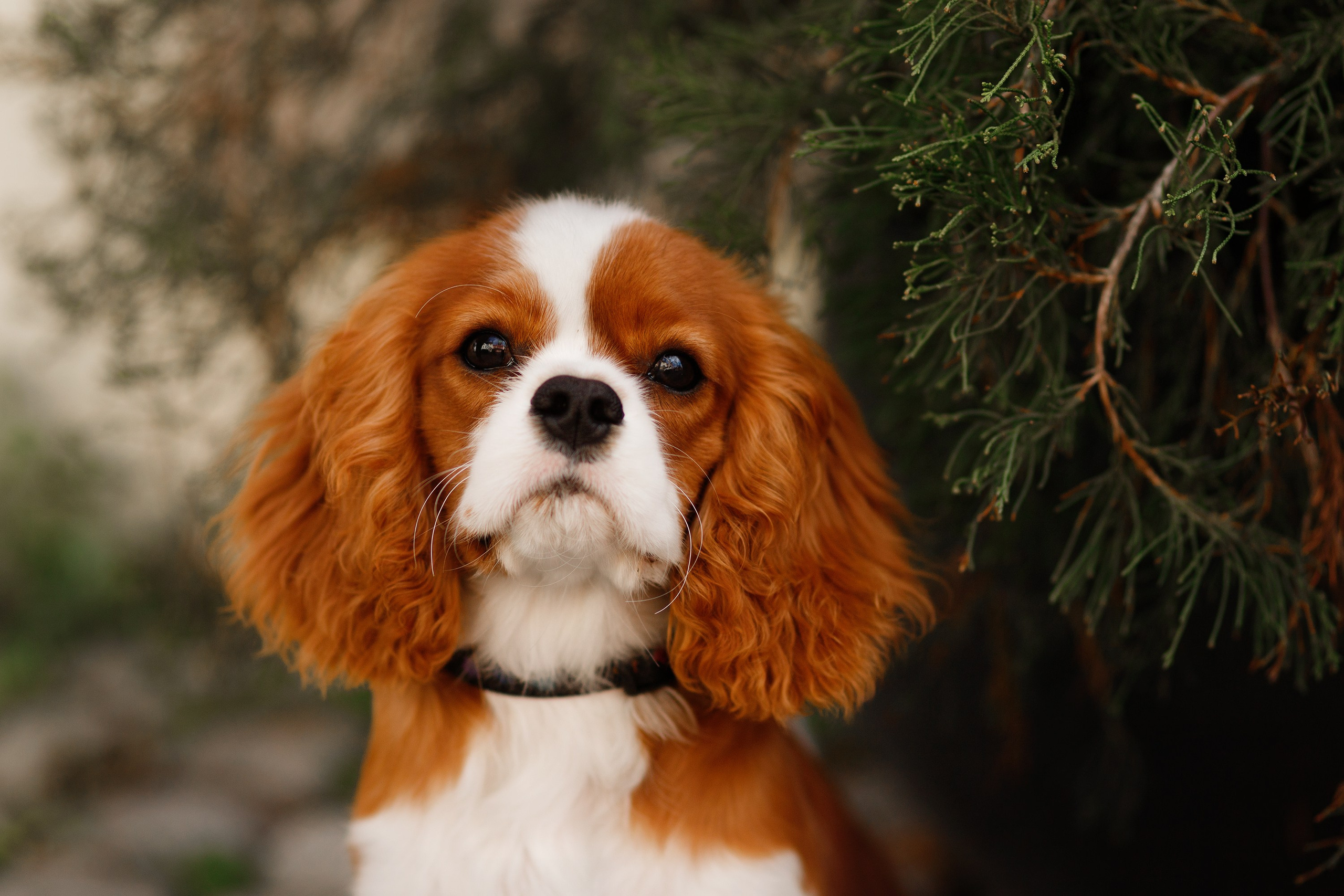 Uliana i Franklin. Kaja | fotograf we Wrocławiu | ludzie i psy