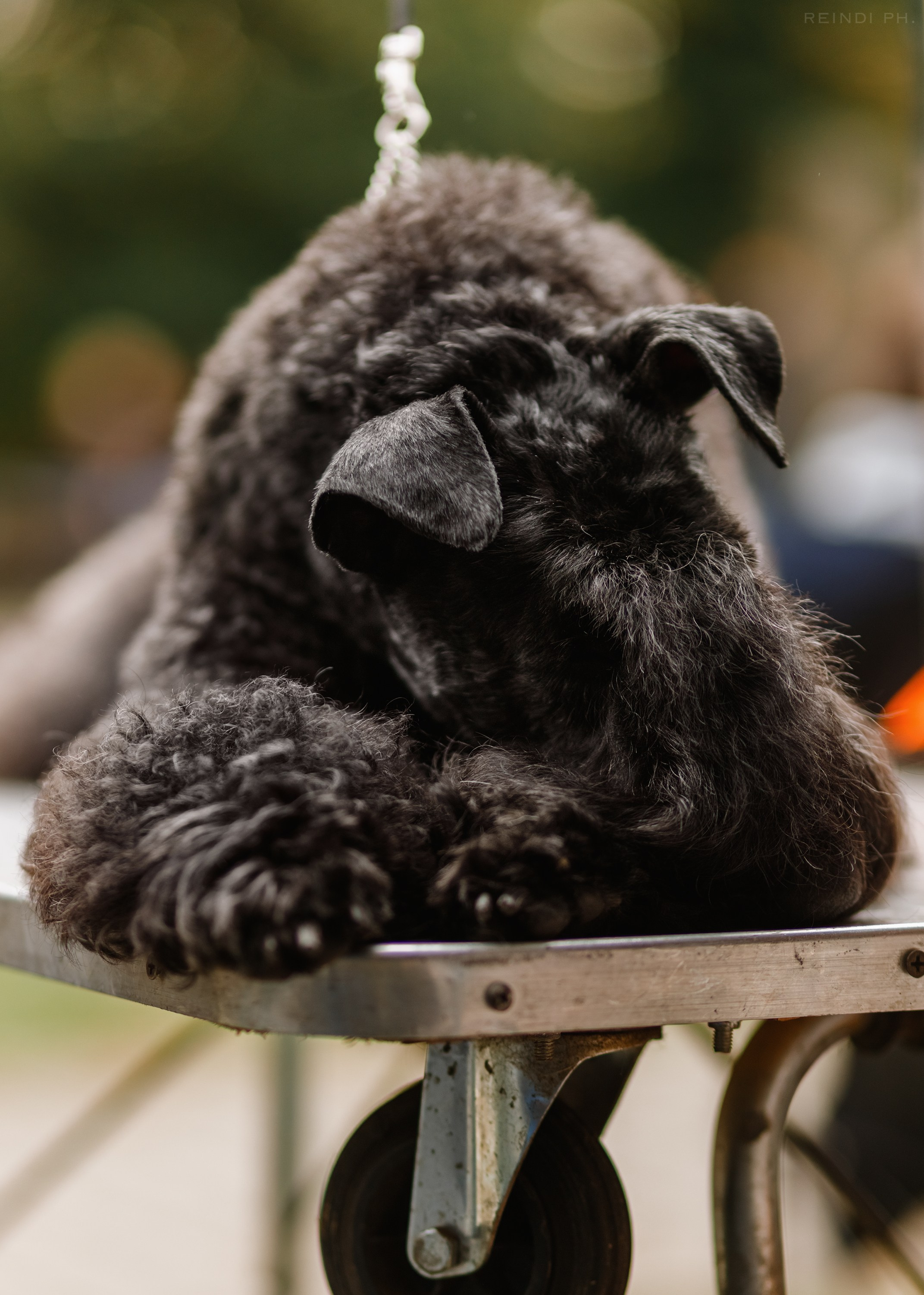 «Argus» dog show in Brest. Kaja | fotograf we Wrocławiu | ludzie i psy
