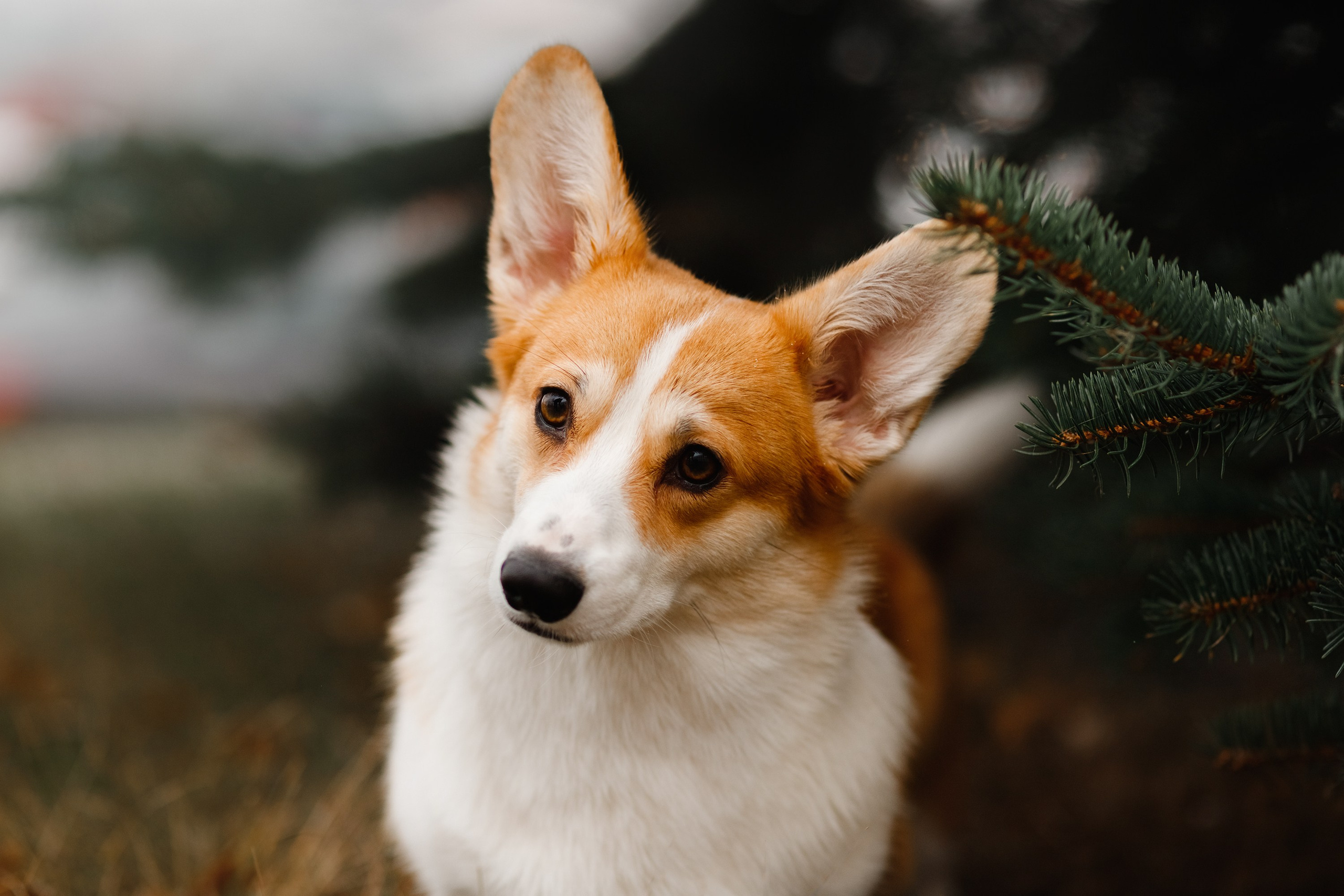 Dog shows | the best ones. Kaja | fotograf psów we Wrocławiu