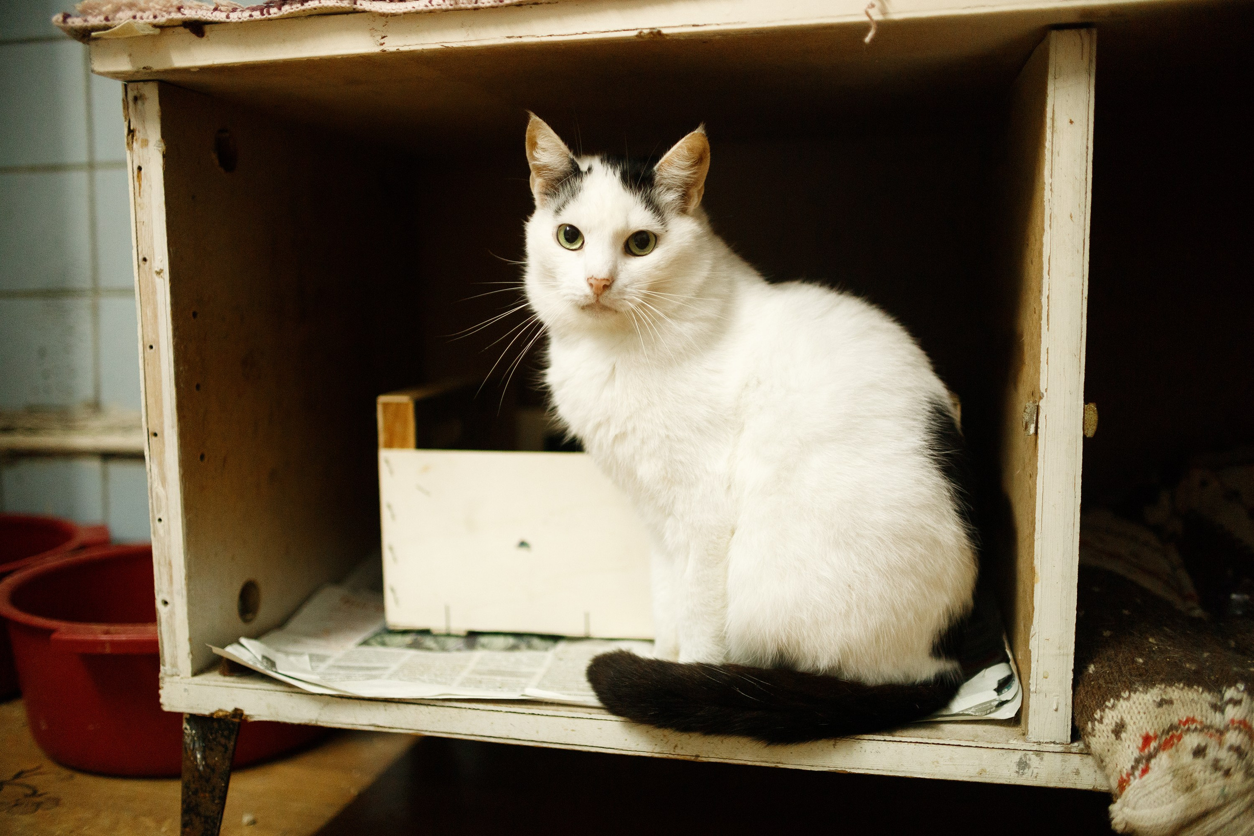 Shelter's cats for adoption. Kaja | fotograf we Wrocławiu | ludzie i psy