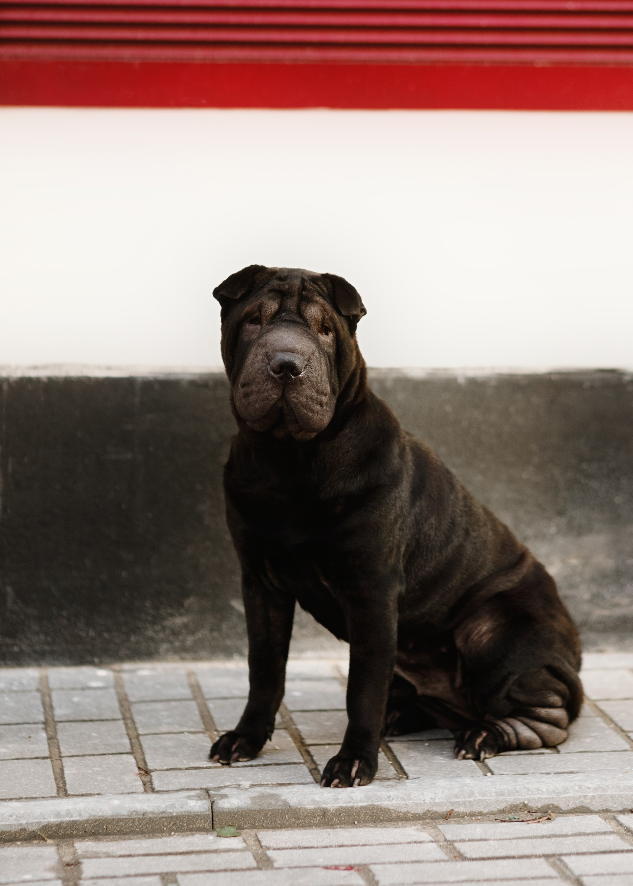 Shar pei in the city. Kaja | fotograf psów we Wrocławiu