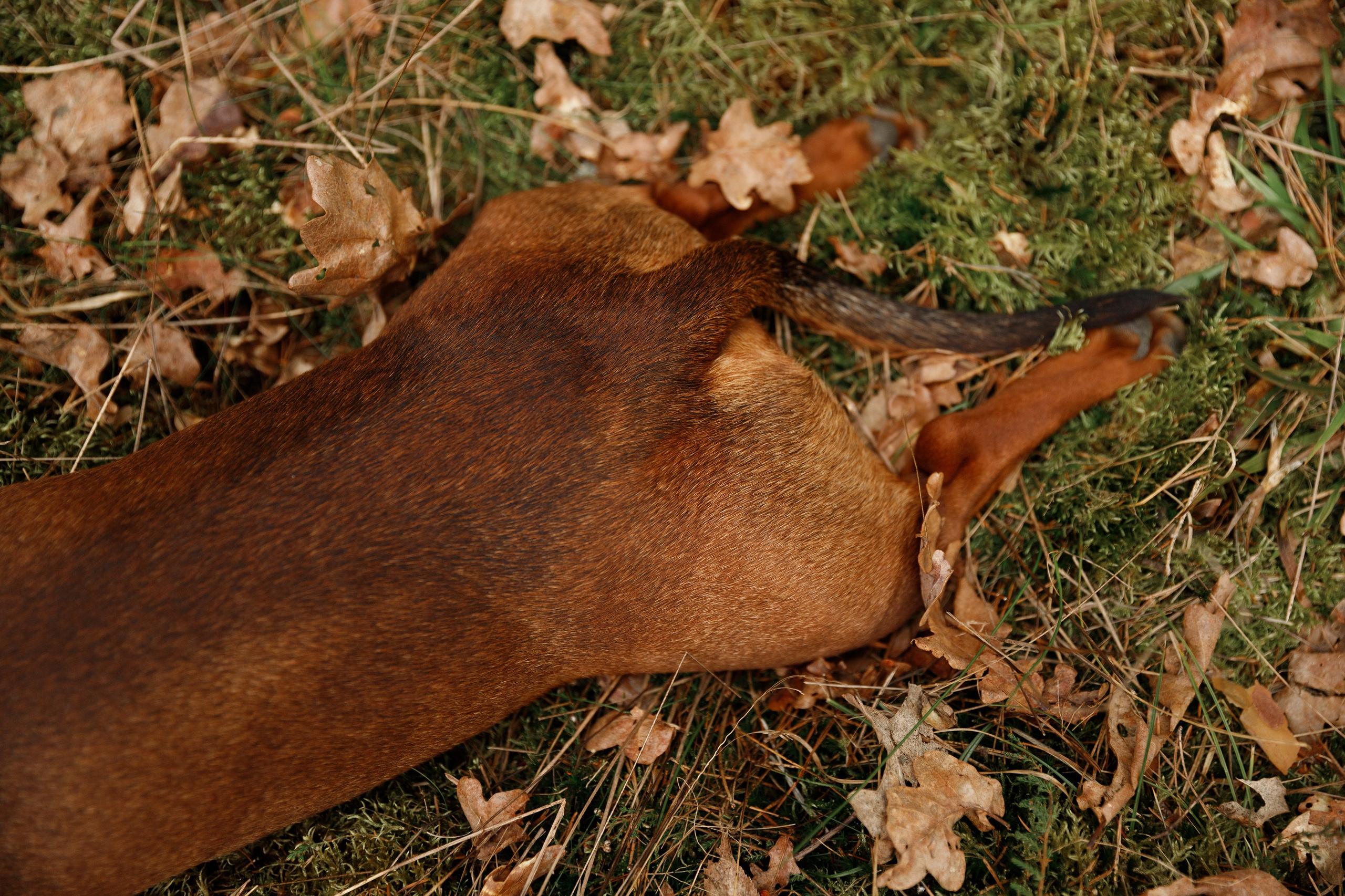 Ania, Franek & Vincent. Kaja | fotograf psów we Wrocławiu