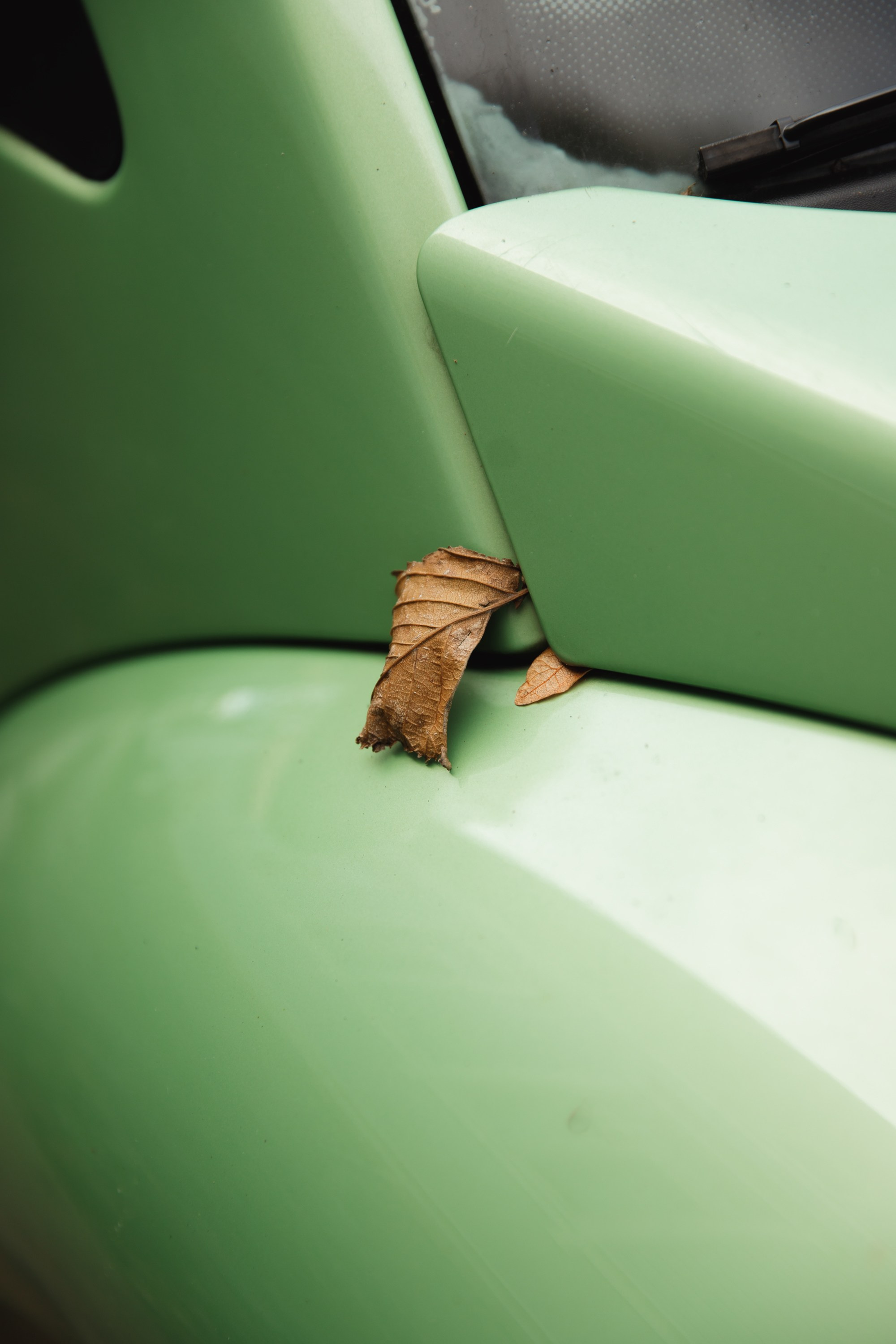 Turku. Kaja | fotograf psów we Wrocławiu