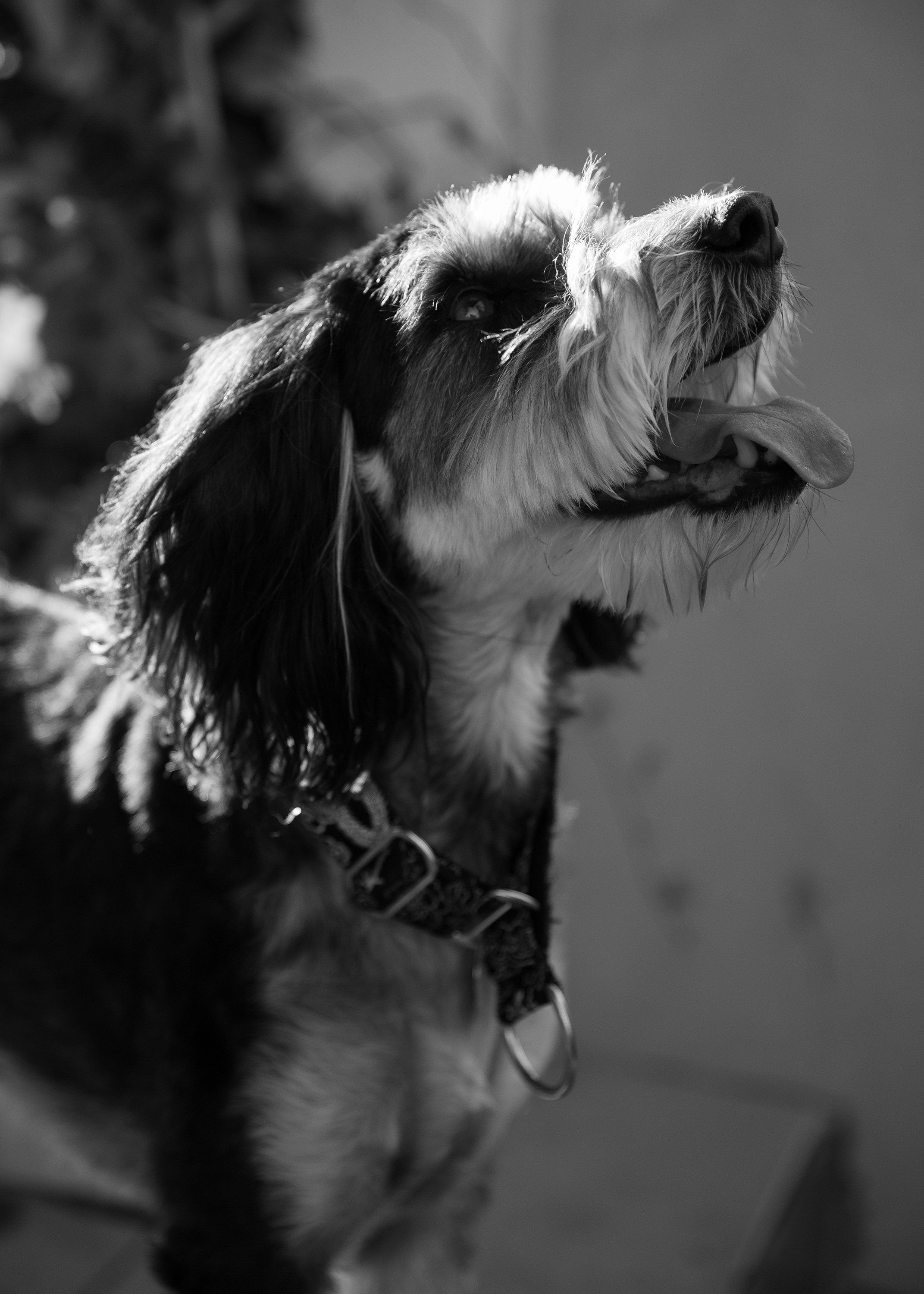 Lera & Flora. Kaja | fotograf we Wrocławiu | ludzie i psy