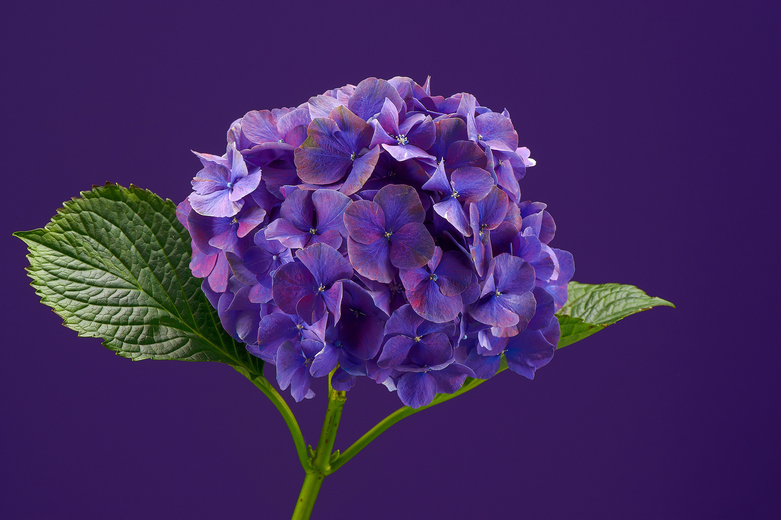 Commercial. Commercial, interior, food photographer Andrey Nikiforov, based in Rig