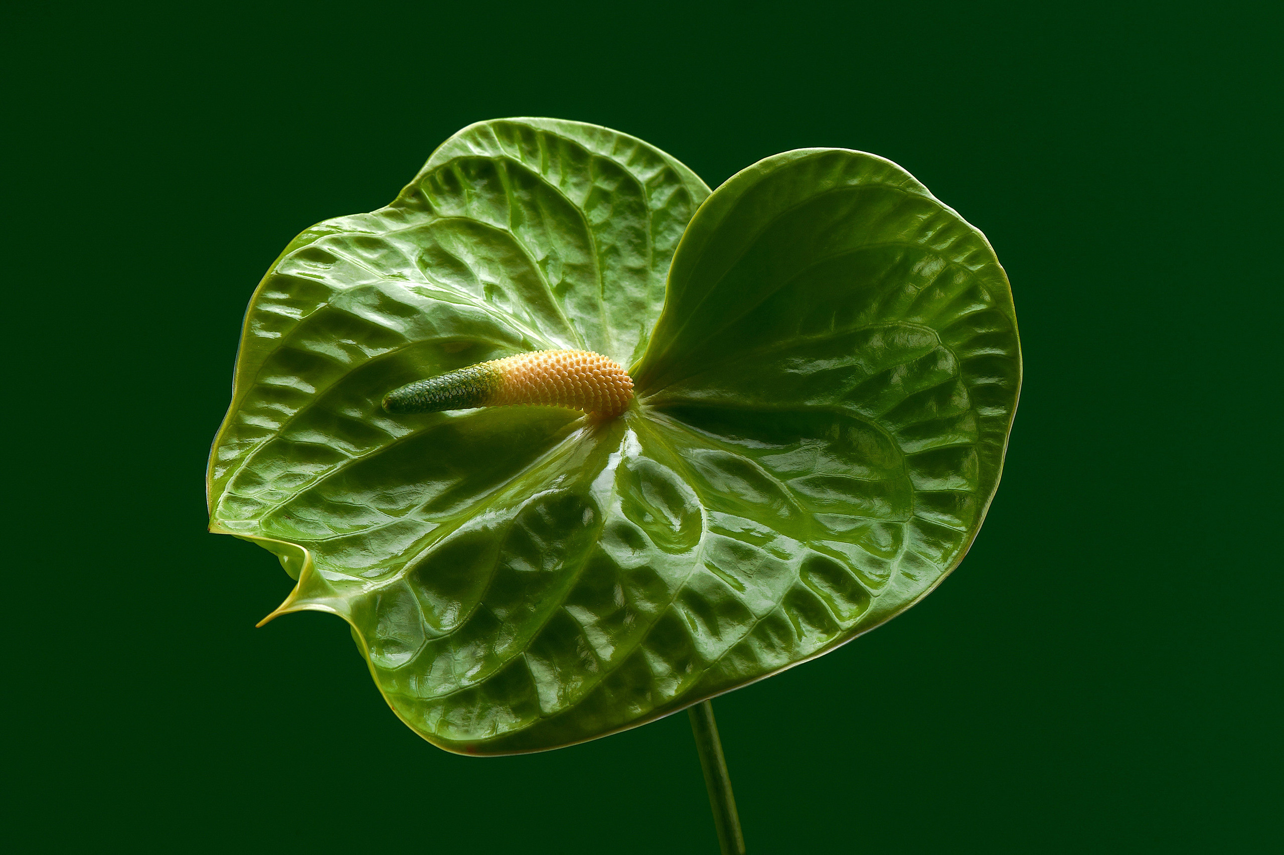 Commercial. Commercial, interior, food photographer Andrey Nikiforov, based in Rig