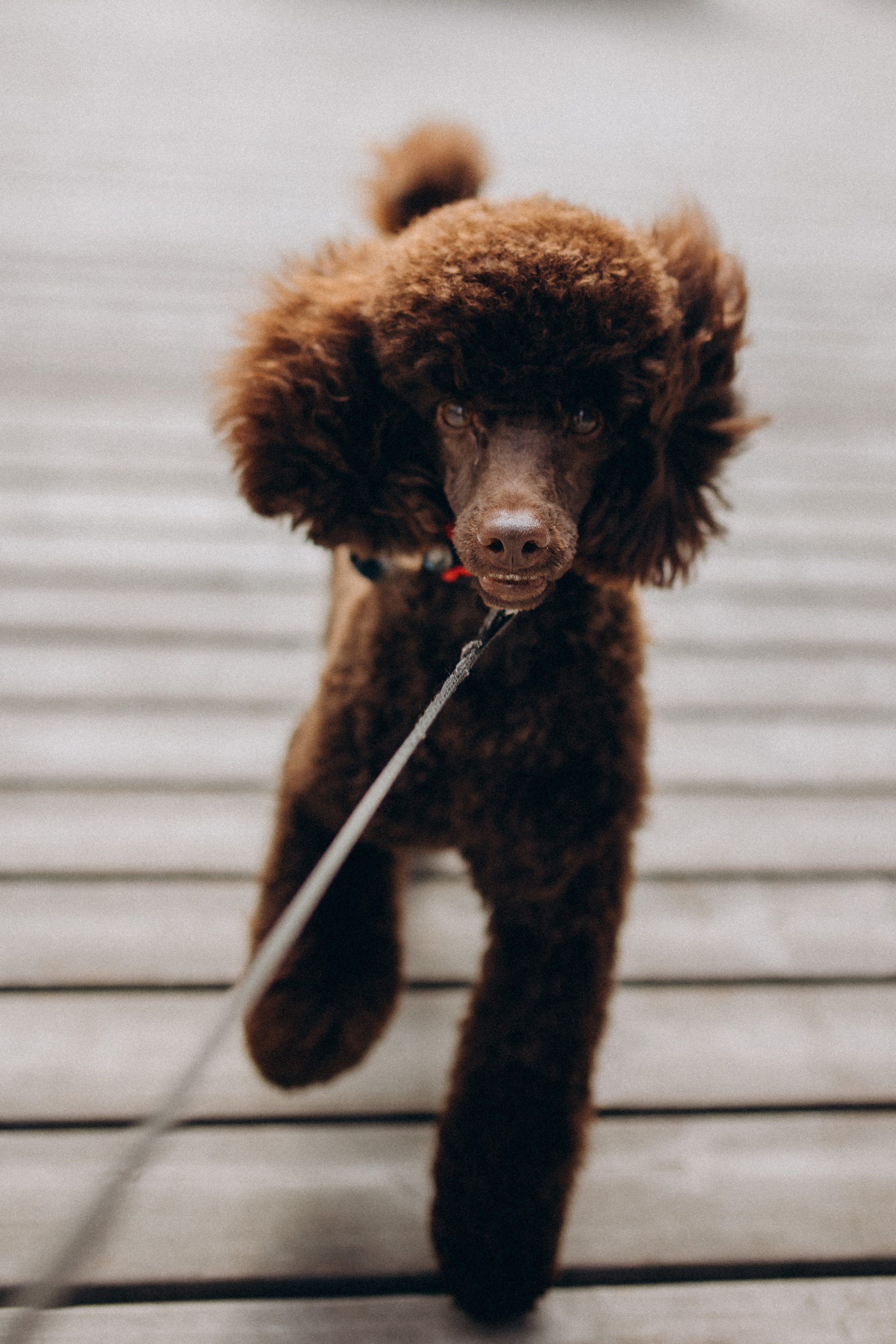 Drabužių kolekcijos fotografavimas. Vestuvių ir šeimų fotografė Lena Bondarenko / belove photo
