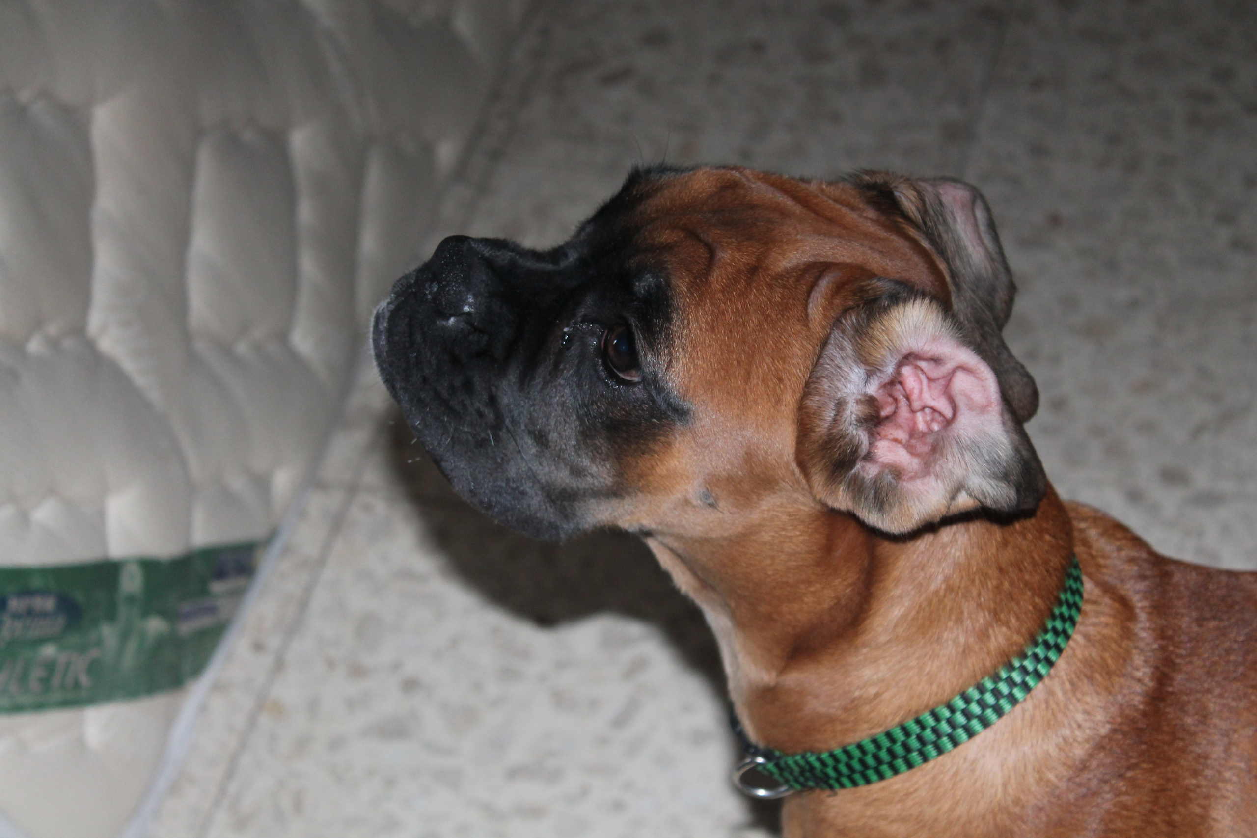 My ״Star״ Boxer Dog