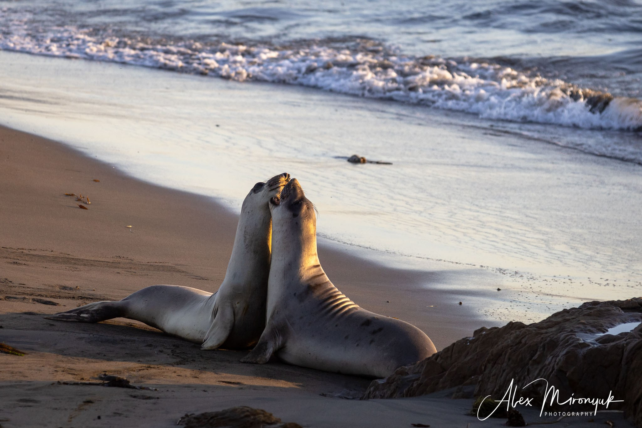 The California Icons Photography Workshop. Pet, Senior, Landscape, portrait studio, photographer in Miami and Sou