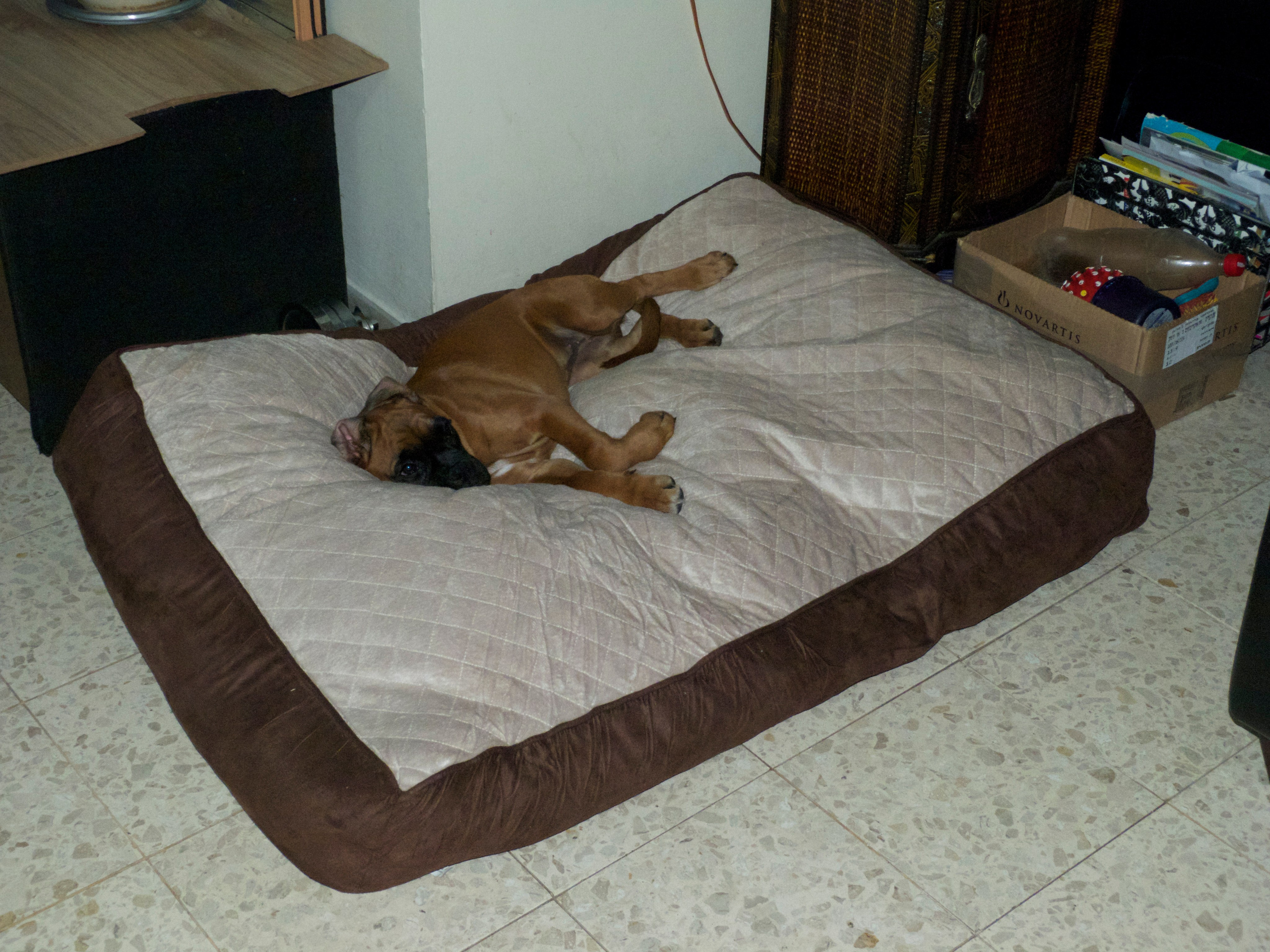 My ״Star״ Boxer Dog