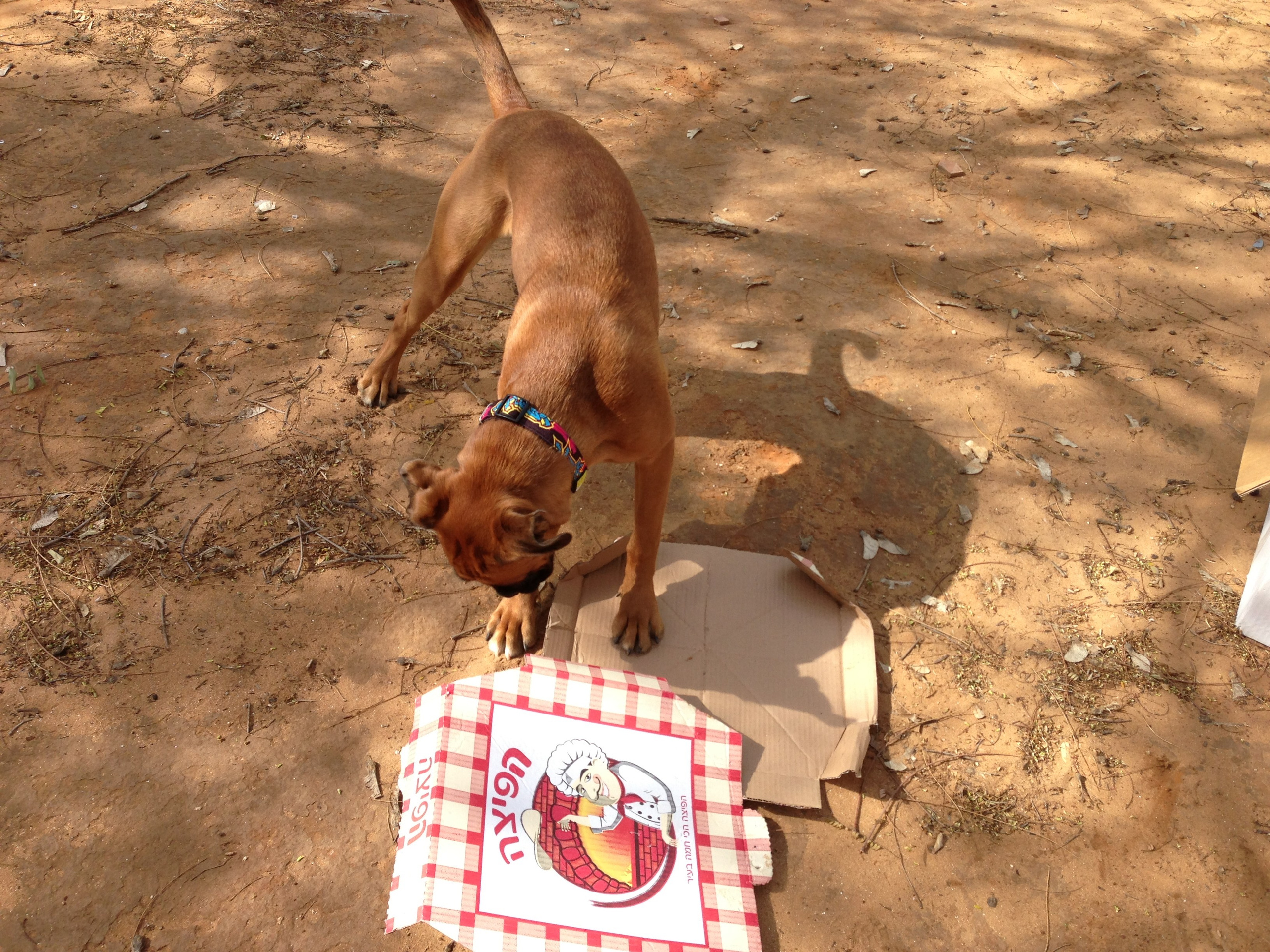 My ״Star״ Boxer Dog