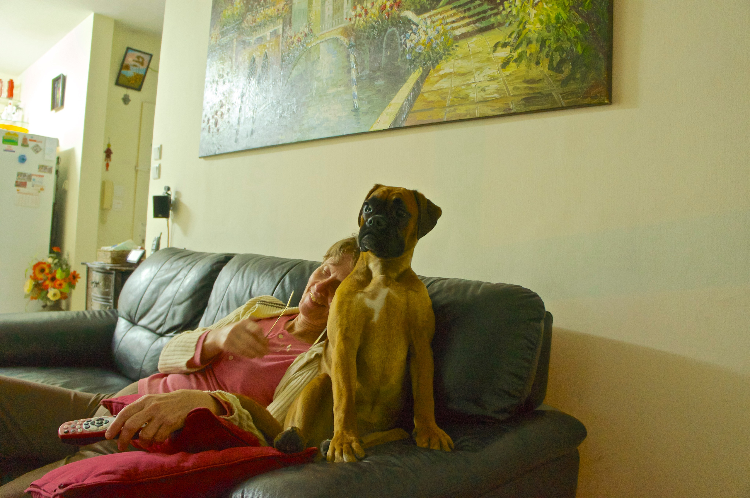 My ״Star״ Boxer Dog