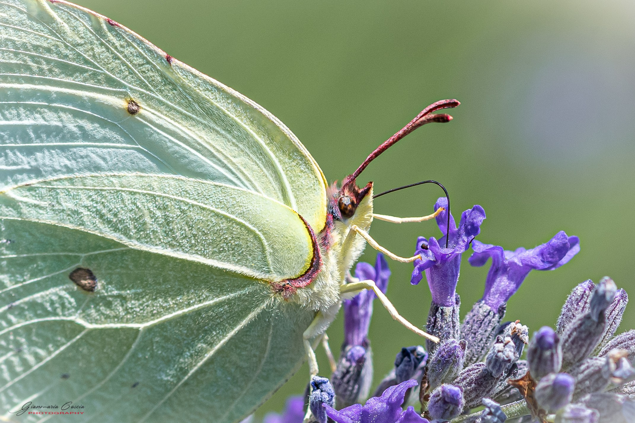 Farfalle. “Gianmaria Coscia fotografo per passione”