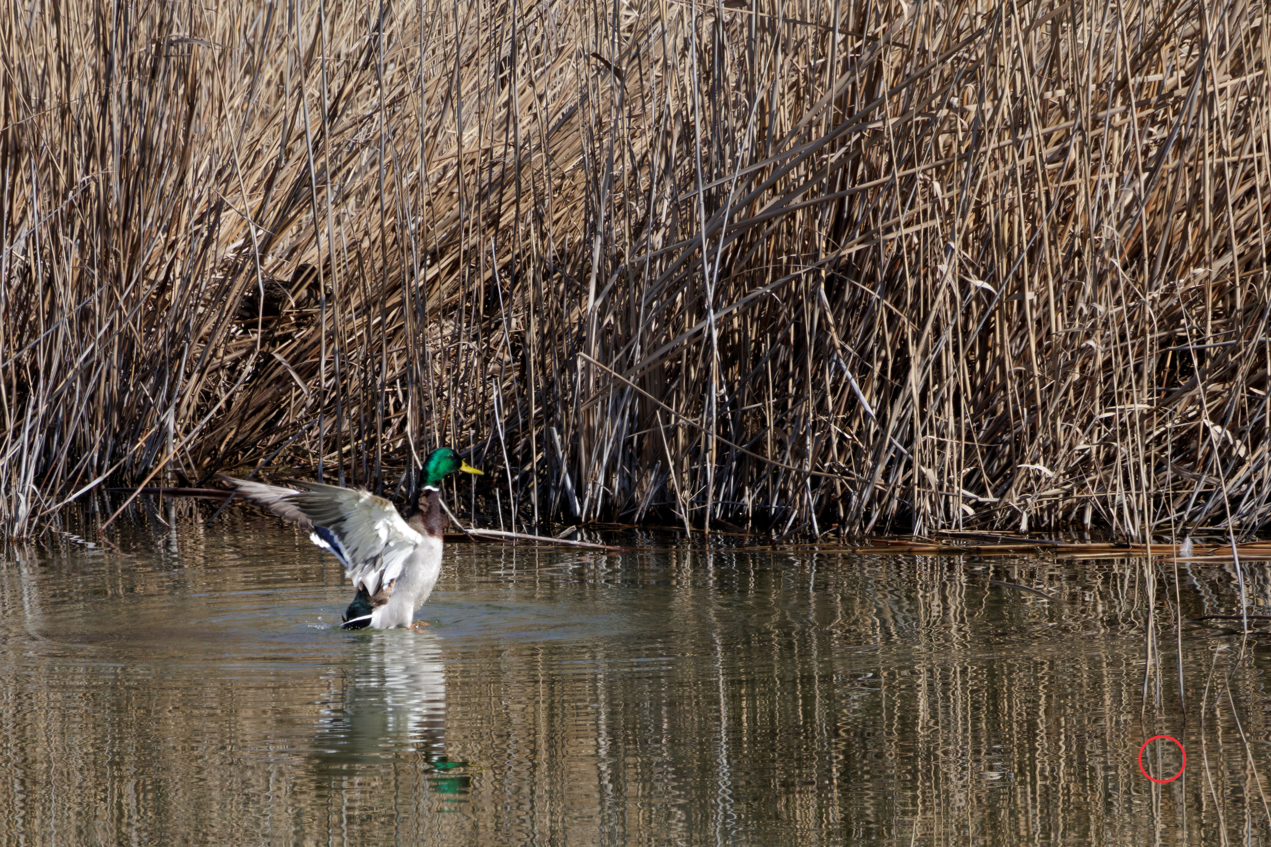 გასეირნება კრწანისის ტბებზე. FramefreeMan
