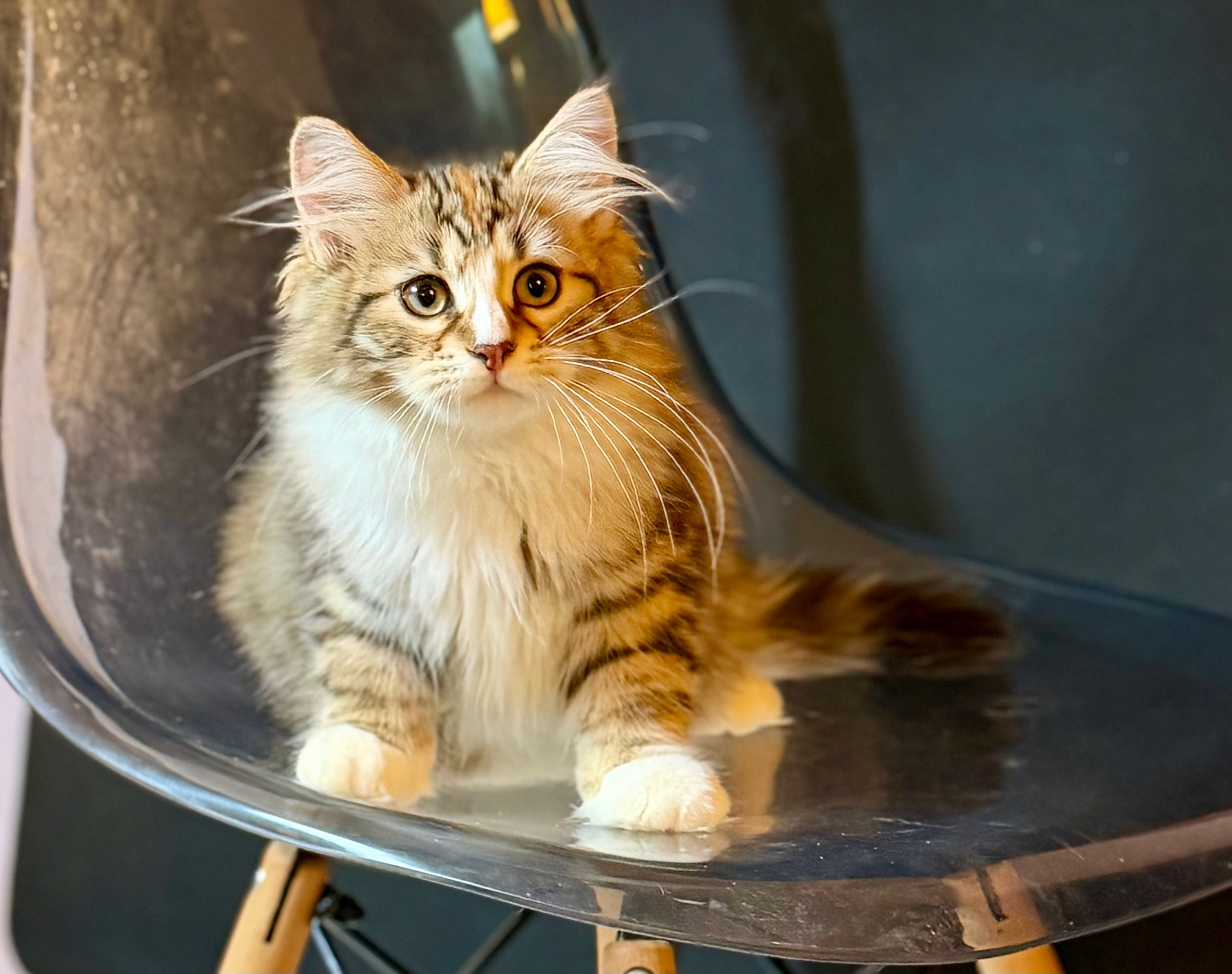Eliza. LEMON GREEN SIBERIANS 香港西伯利亞貓舍