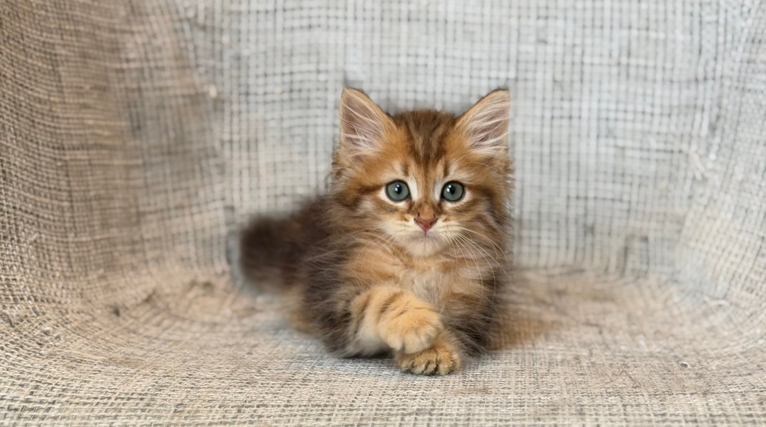 Reserved Ferris Golden Tabby Male