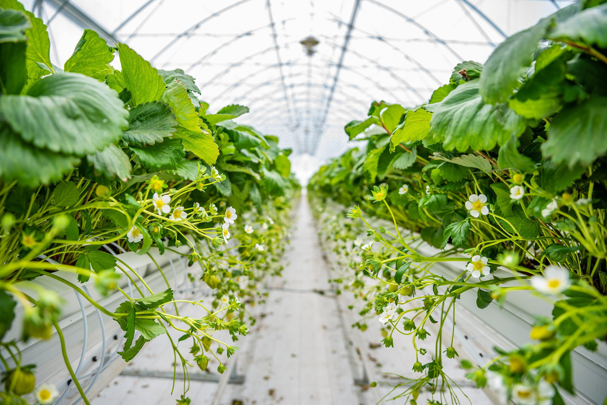 Rockberry. Фотограф в Ереване